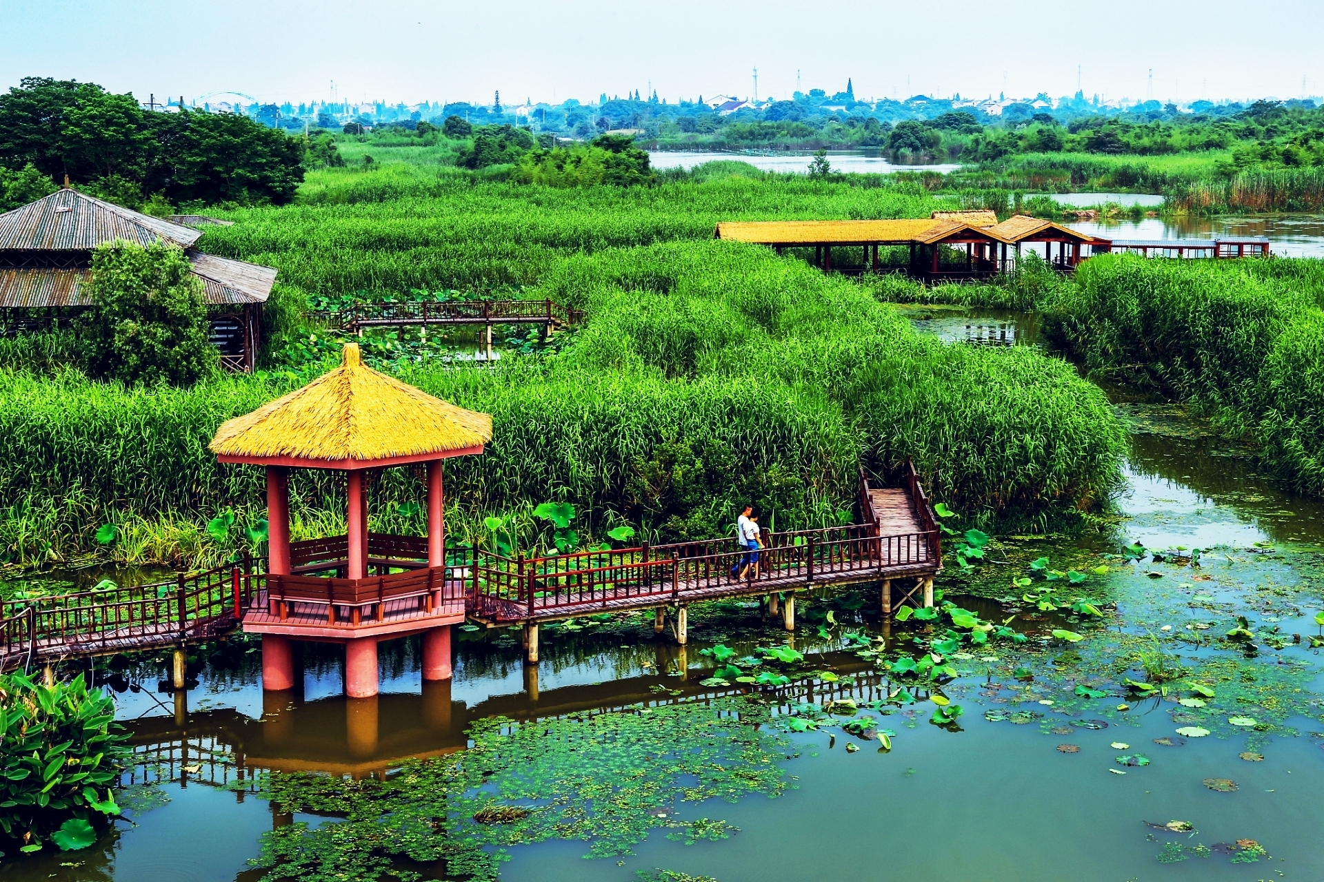 泰州溱湖湿地公园:自然与人文的和谐交响