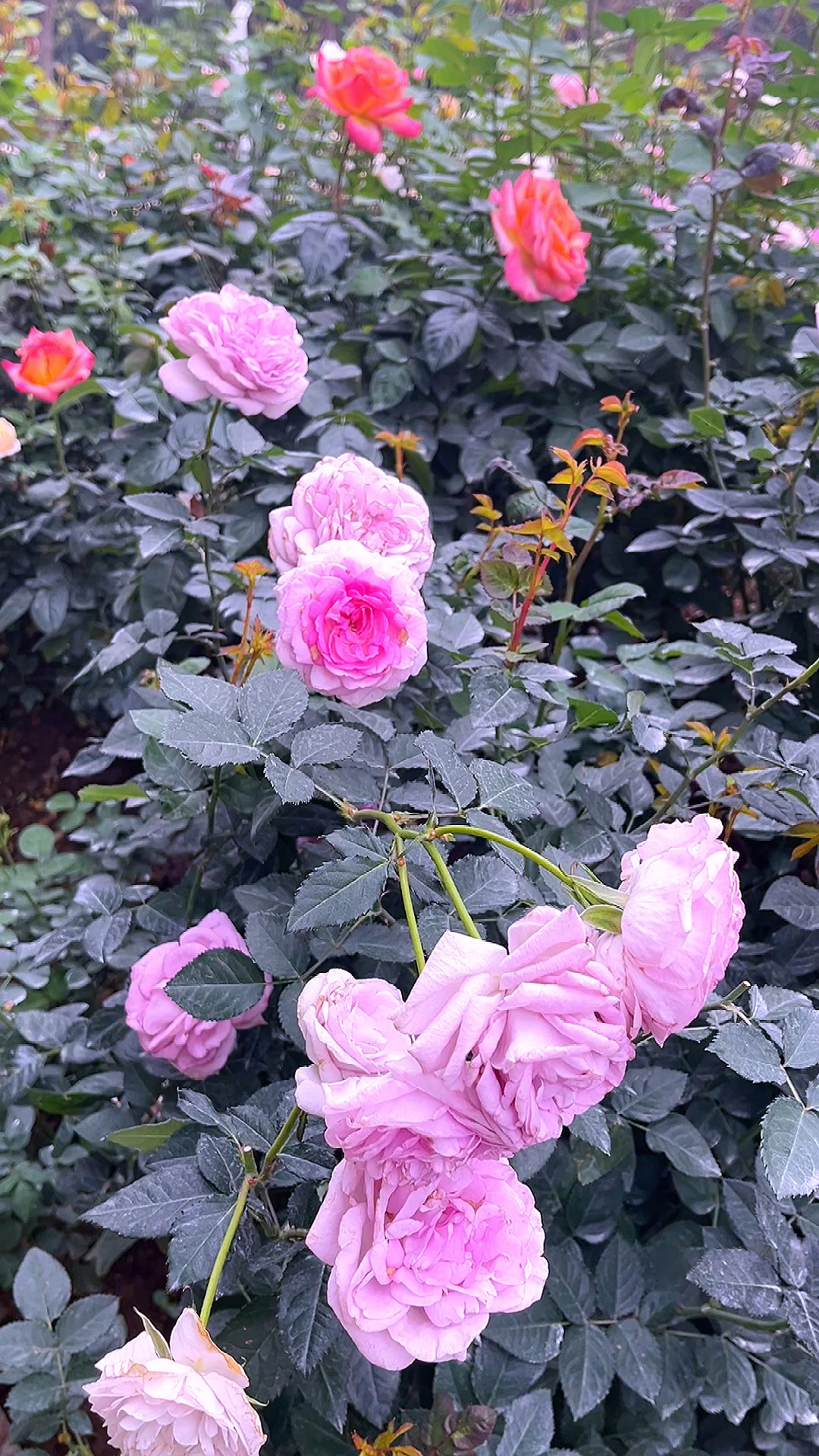 春日限定浪漫月季花开啦五颜六色超梦幻