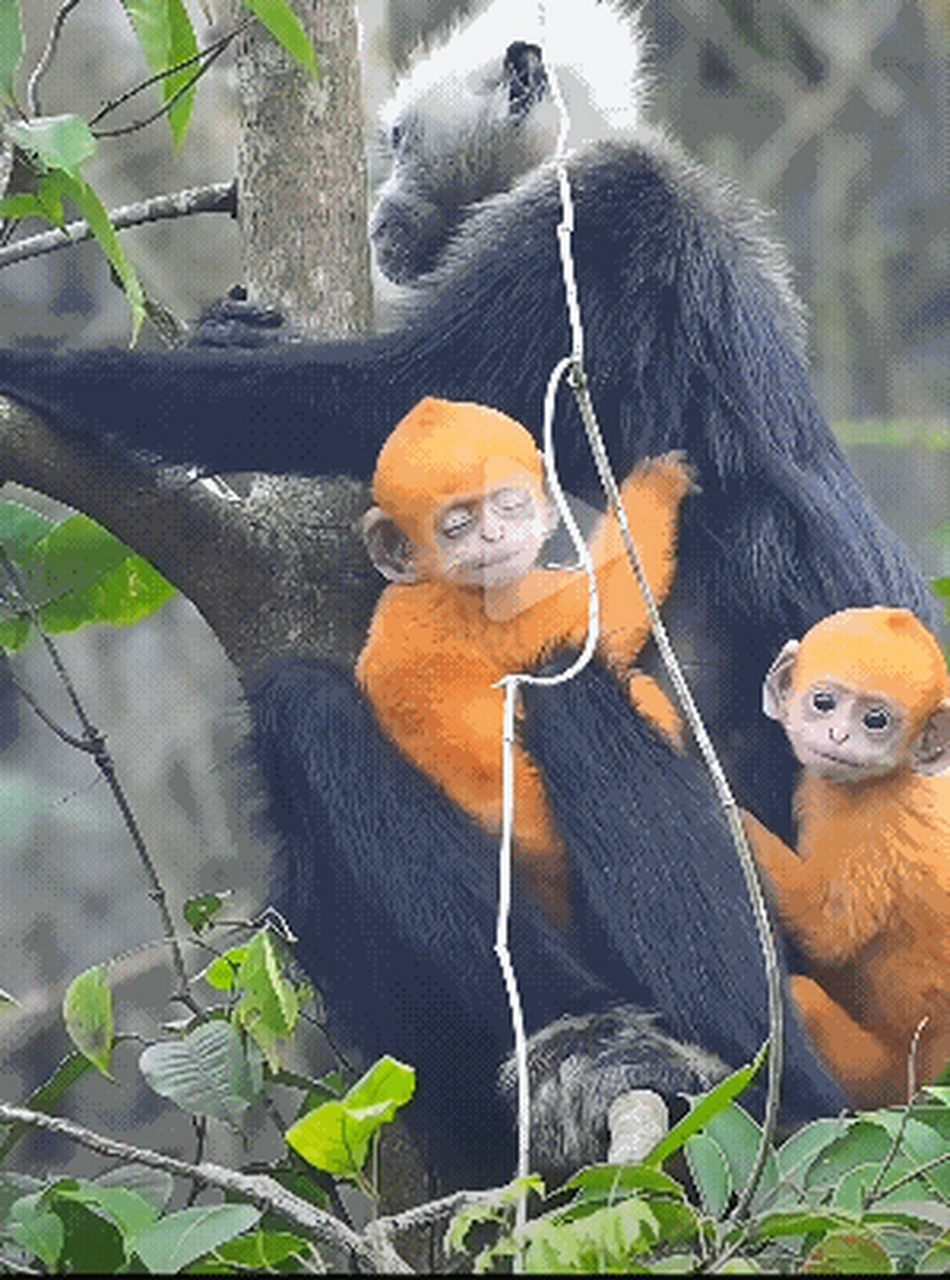 第一次知道 原来白头叶猴刚出生时是金色的,太漂亮了,仔细看,宝宝的
