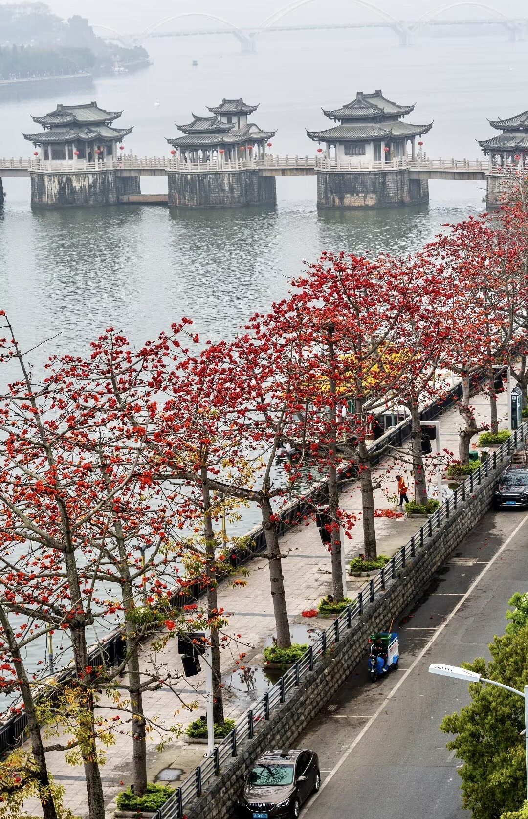 滨江长廊木棉花图片