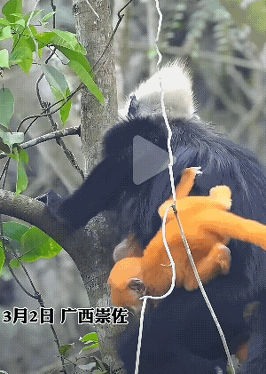 第一次知道 原来白头叶猴刚出生时是金色的,太漂亮了,仔细看,宝宝的