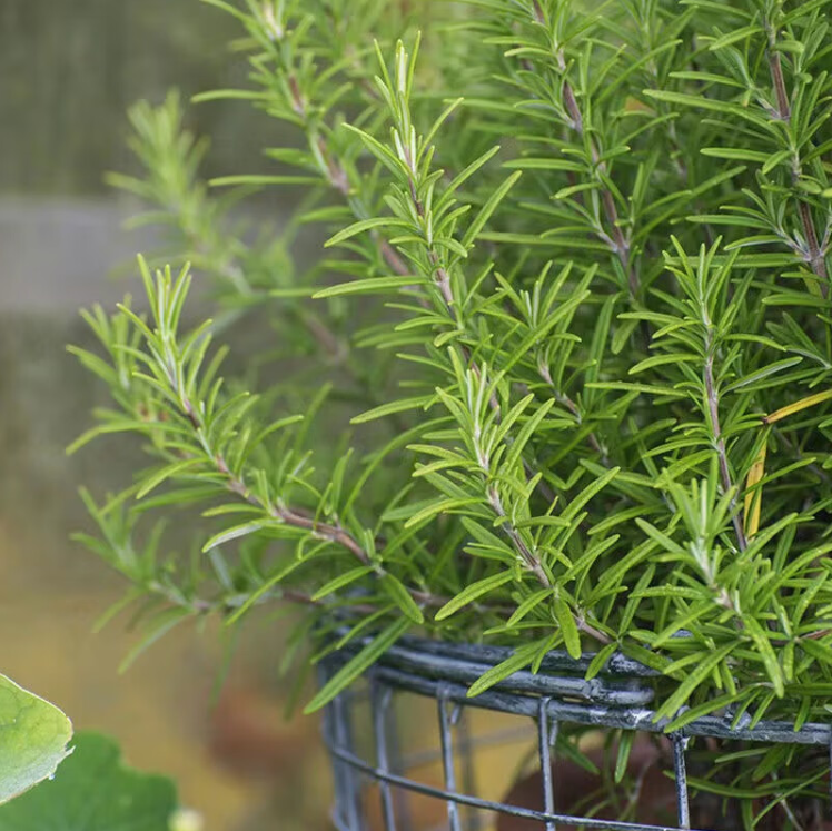 迷迭香绿植怎么种植