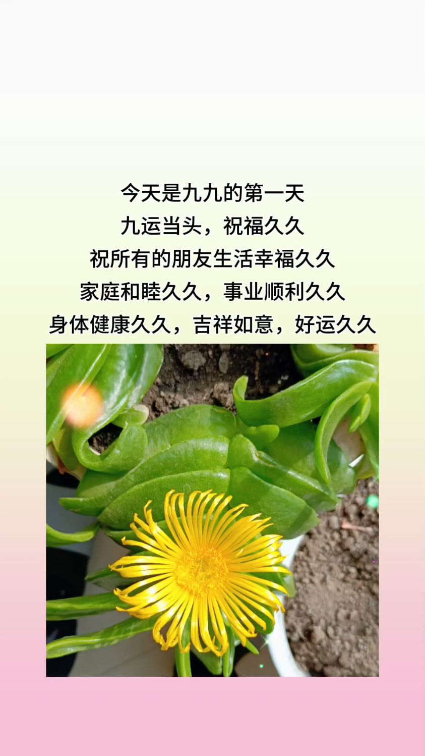 九九第一天,祝大家好运,幸福久久鸭