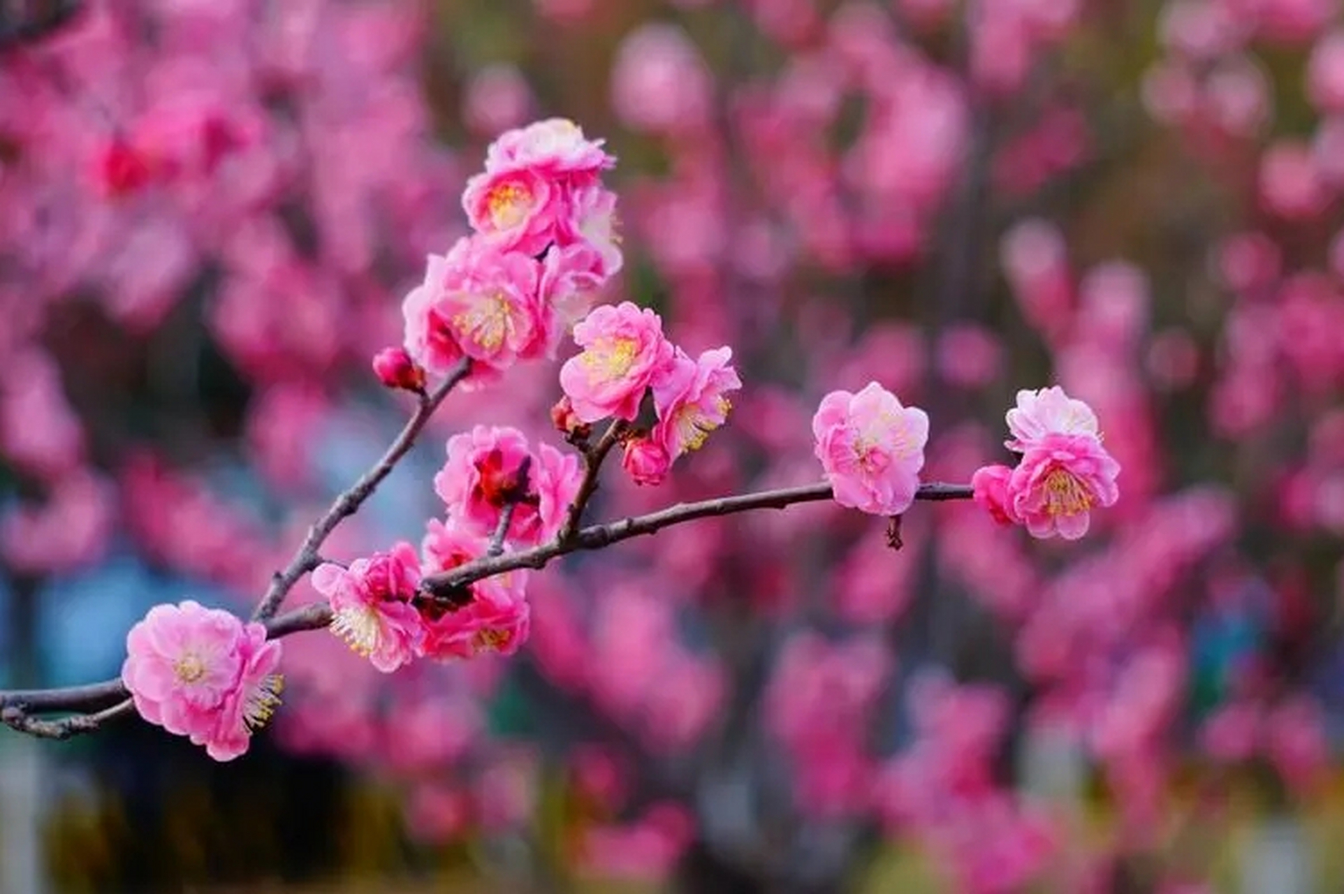 它象征着高洁,坚强和谦虚的精神力量;洁白无瑕的花瓣与清香四溢的气息