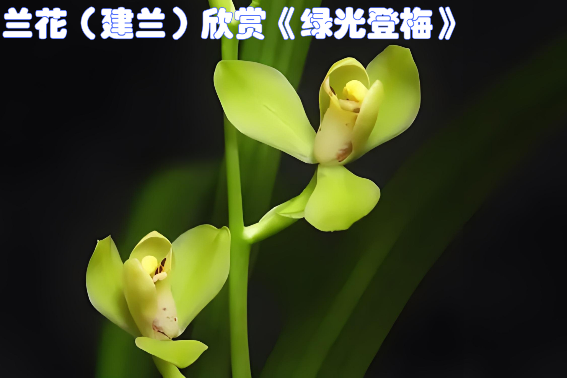 《绿光登梅》,建兰珍品!