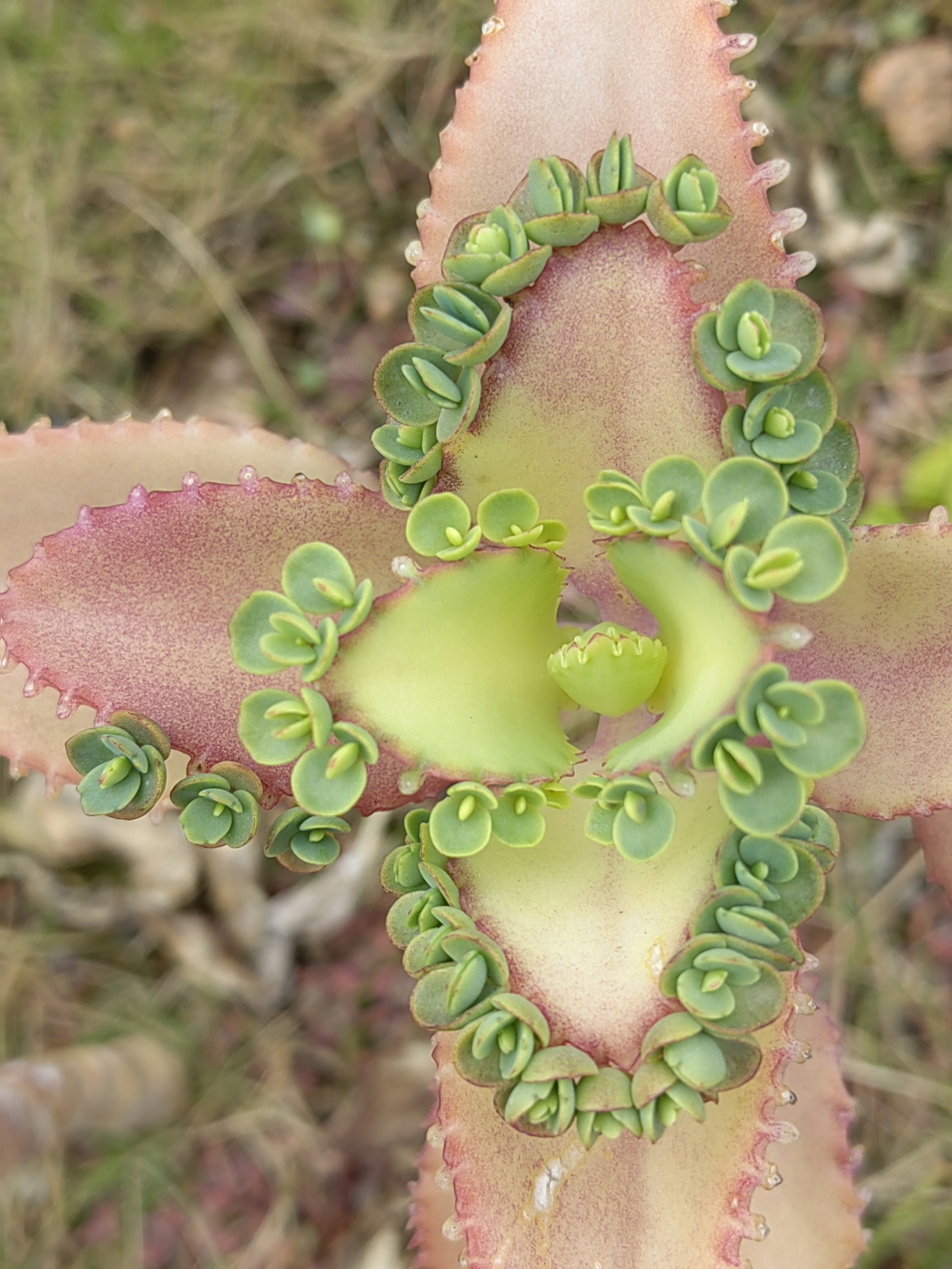生长奇异的小花. 这种花,叶面边沿长新蕊,而不是枝丫节处长新芽