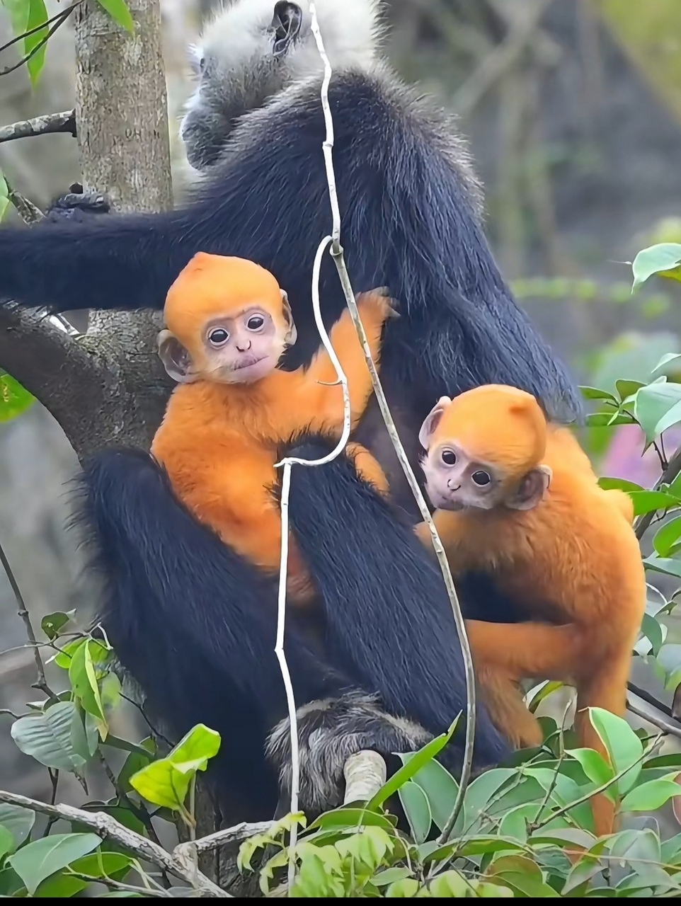 第一次知道 原来白头叶猴刚出生时是金色的,太漂亮了,仔细看,宝宝的