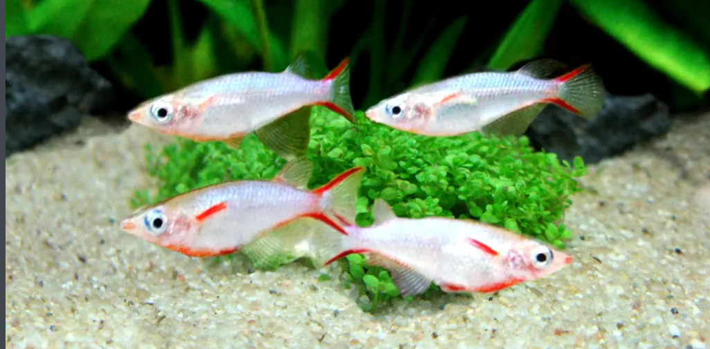 青鳉鱼一年繁殖几次