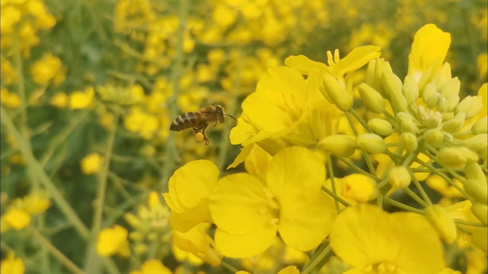 蜜蜂采油菜花图片图片