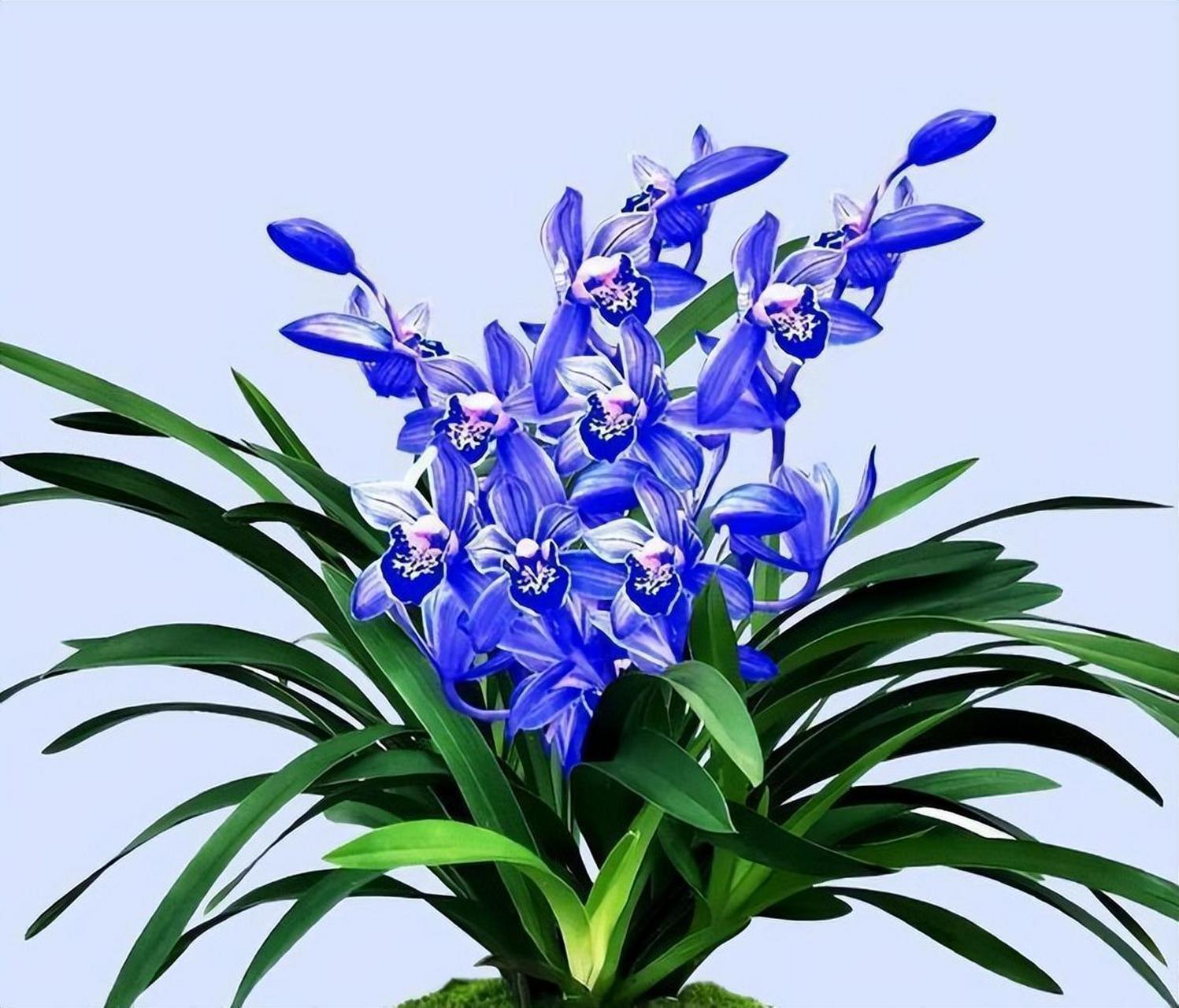 [原文:想要好看又想好养的兰花的.