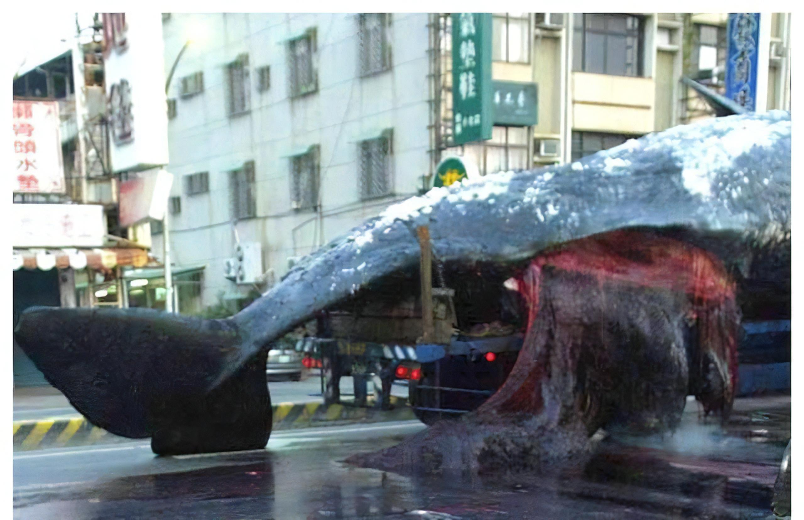 "一鲸爆,万物死"!鲸爆的威力有多恐怖?台湾街头就曾上演过