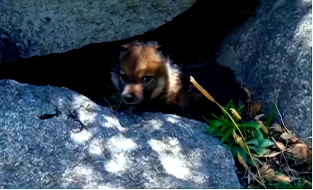 2010年成都女孩养狼做儿子11年后结局令人感动