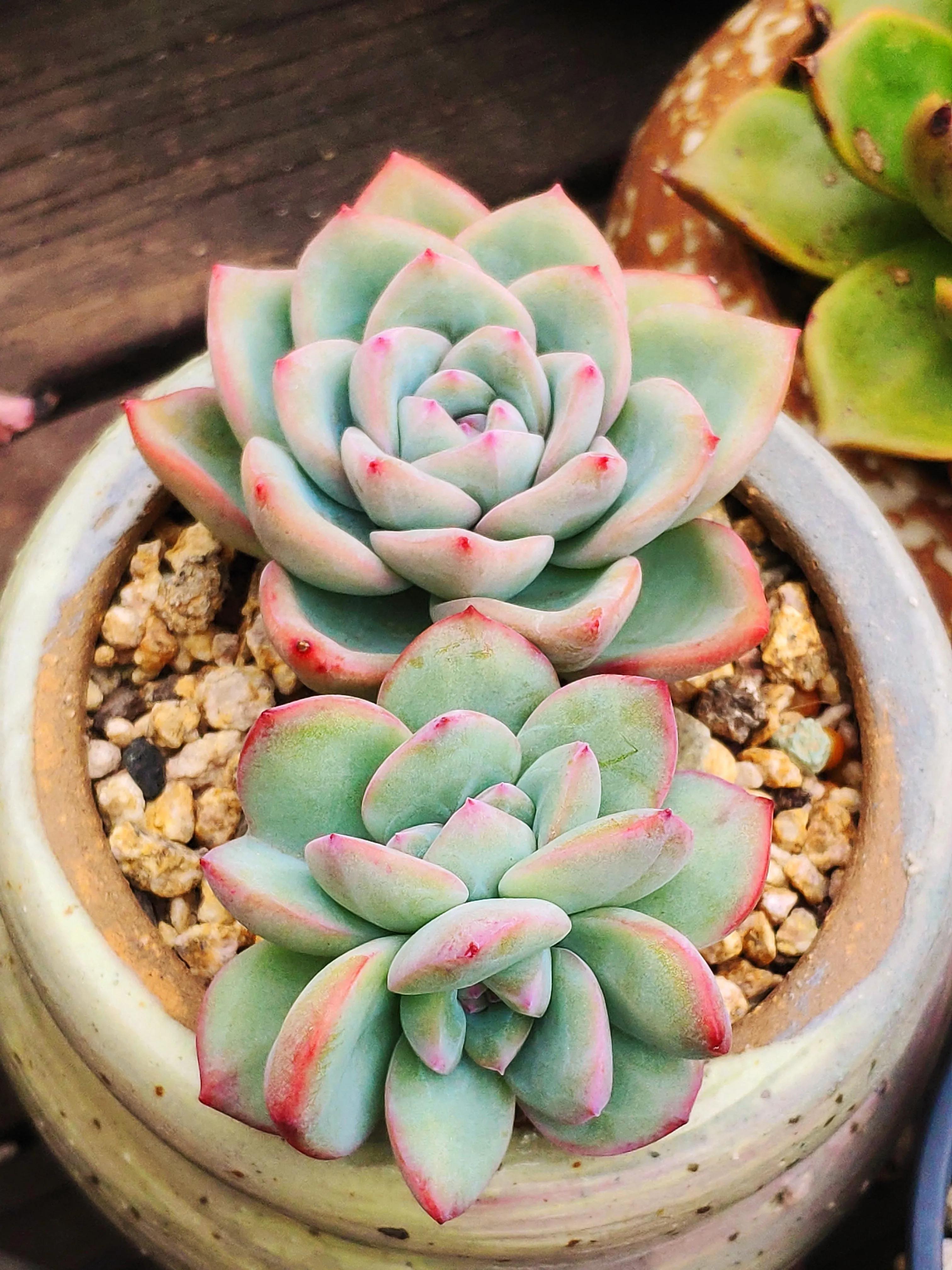 阿尔巴佳人这两天表现也不错,自从养了多肉,怕冷的人天天盼降温