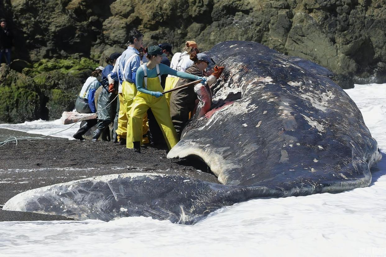 "一鲸爆,万物死"!鲸爆的威力有多恐怖?台湾街头就曾上演过