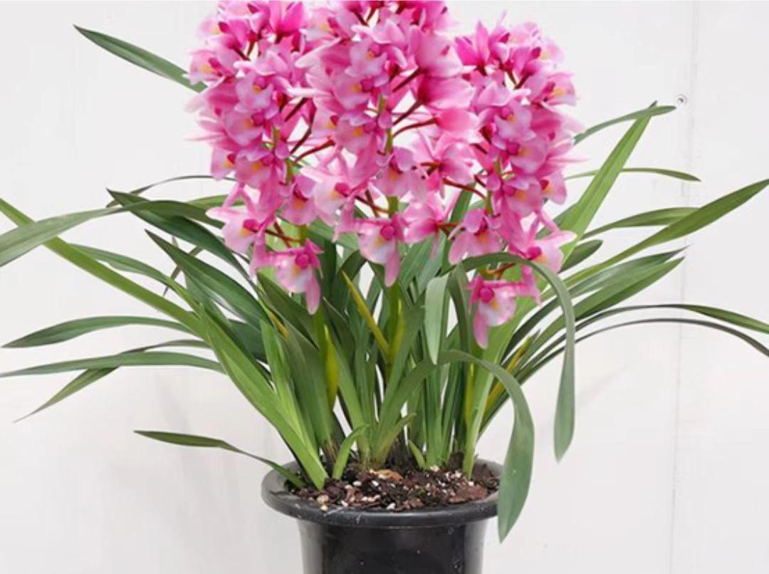 种上这款香妃兰兰花,香气四溢幽远,易养活!