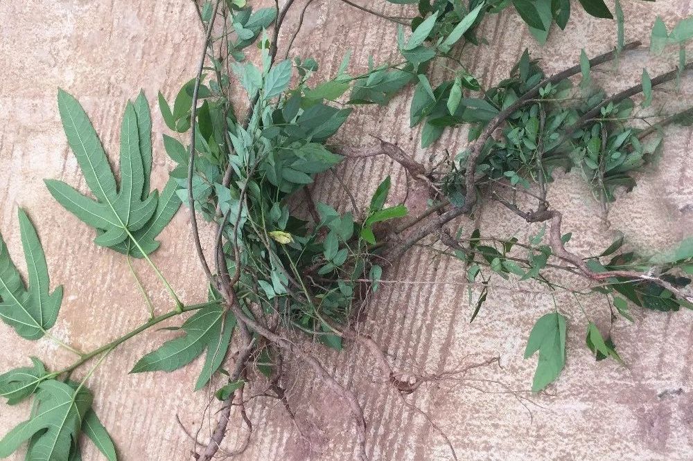 忆往昔,小孩食欲不振或疳积难缠,饿蚂蝗炖肉成良药.