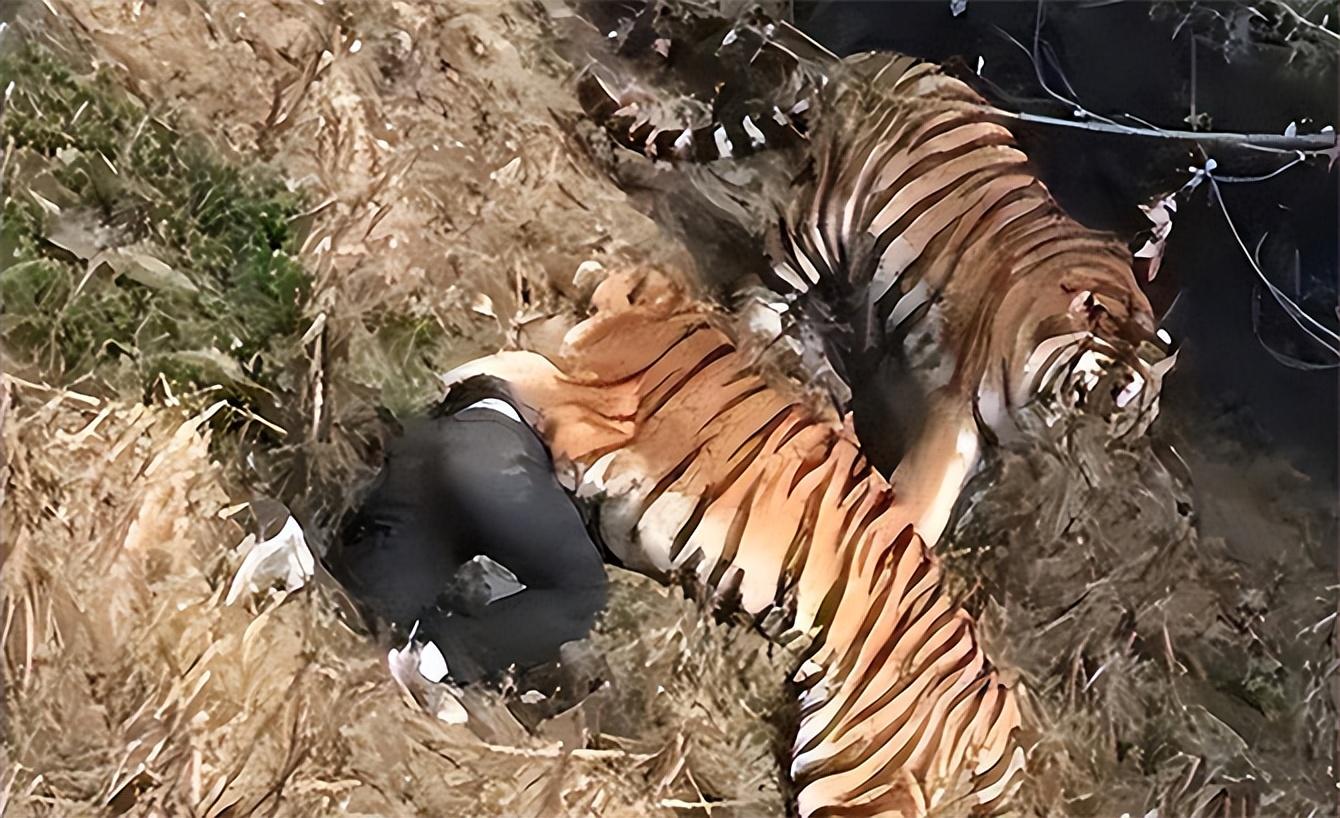 2016年八达岭老虎伤人案幸存者索赔154万失败因毁容无工作