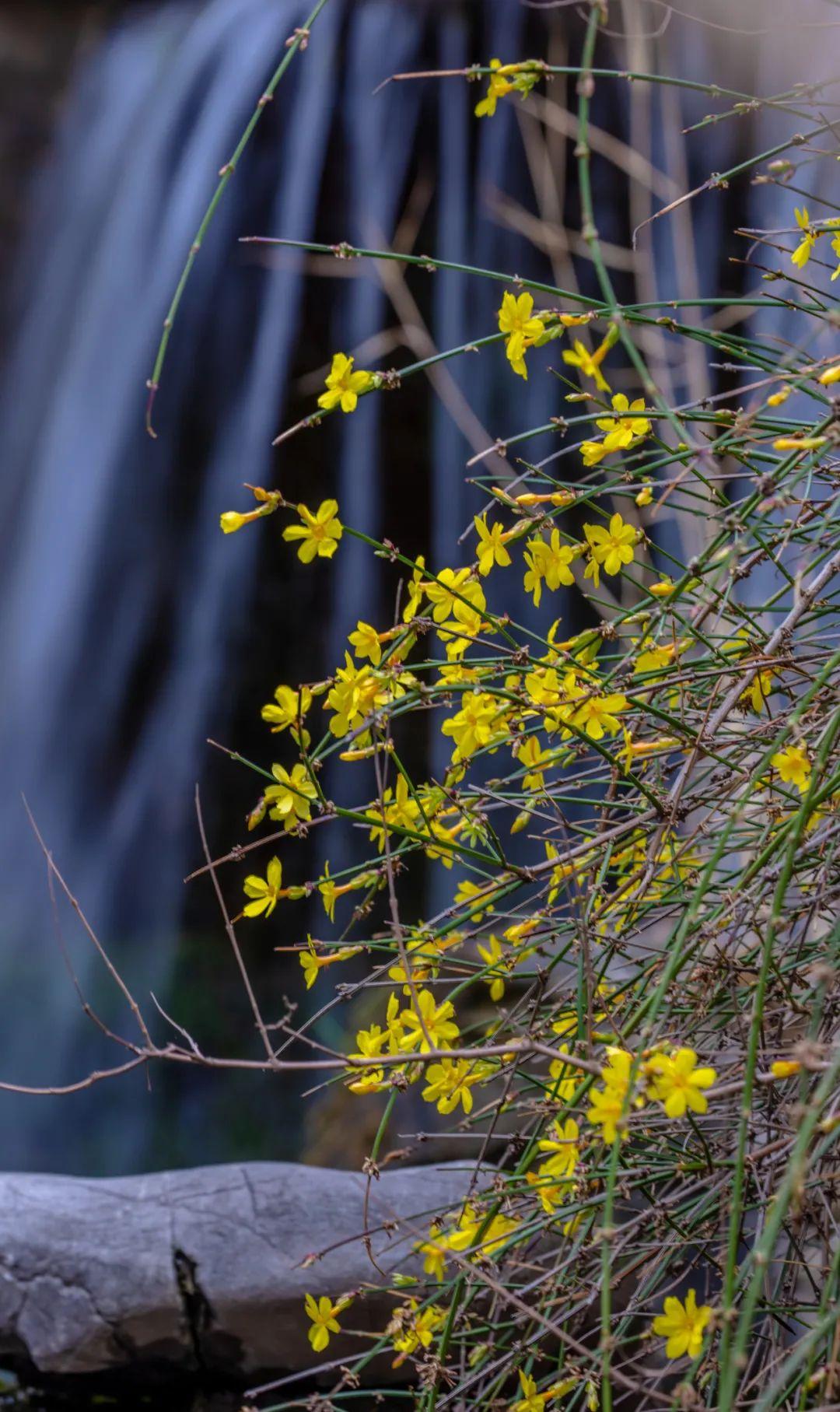 迎春花