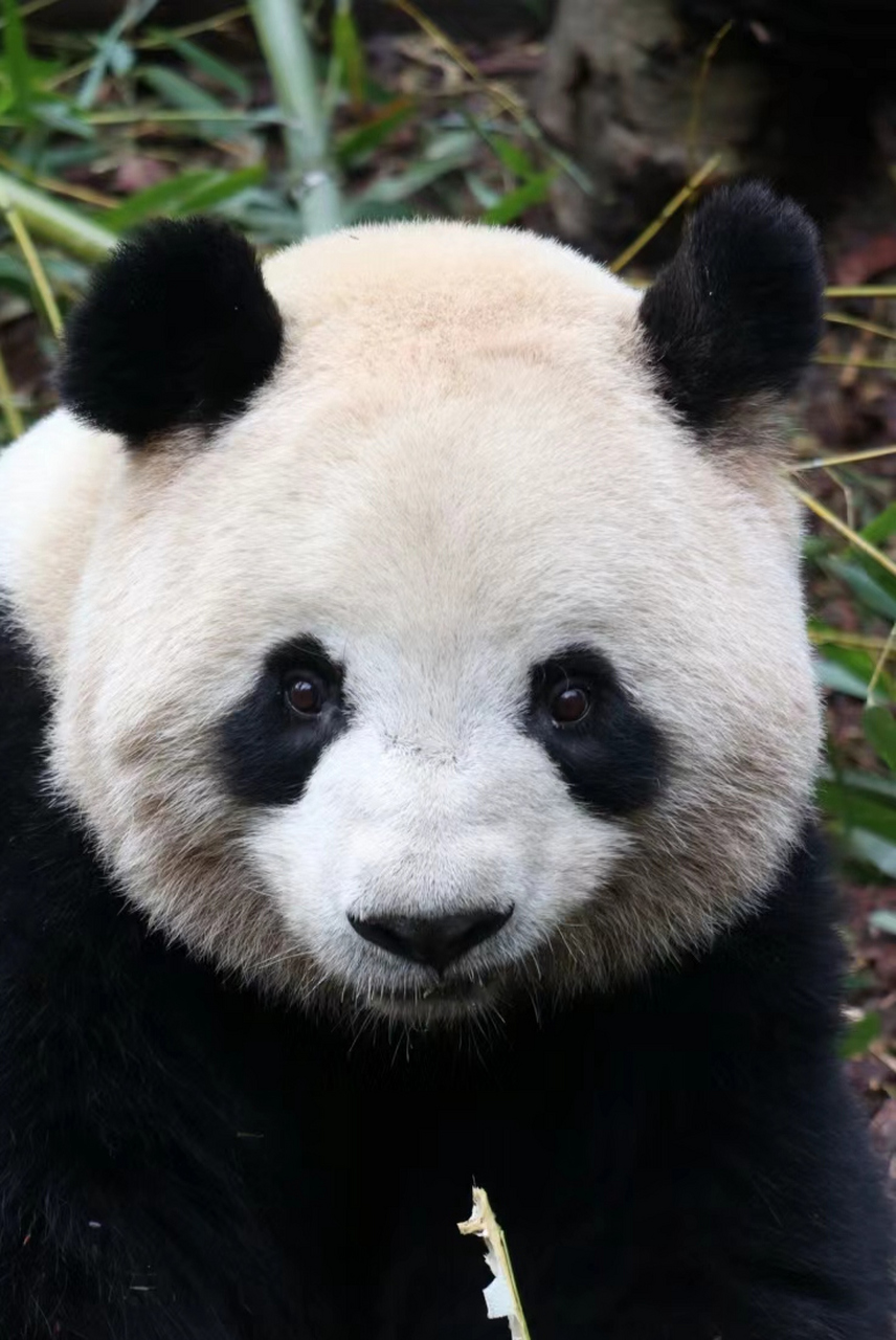 肉娃,邪魅一笑!