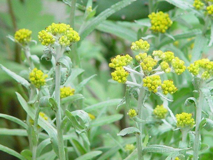 清明草,又称为绵菜,米菜,佛耳草,鼠曲草等,是一种在清明节前后盛开的