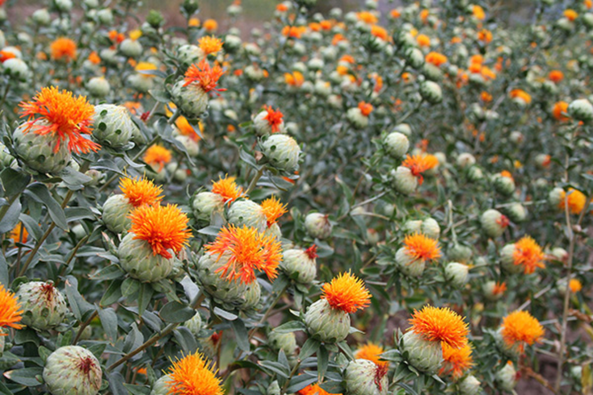 草红花,也被称为红花,红蓝花或刺红花,是一种具有重要药用价值的植物.