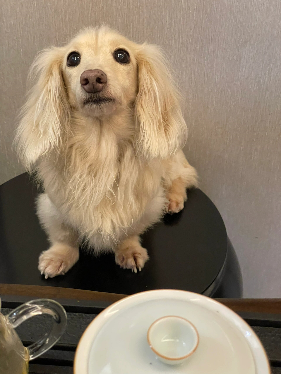 狗狗陪我喝茶  我的狗狗是一只长毛腊肠犬,它非常聪明,活泼,总是会给