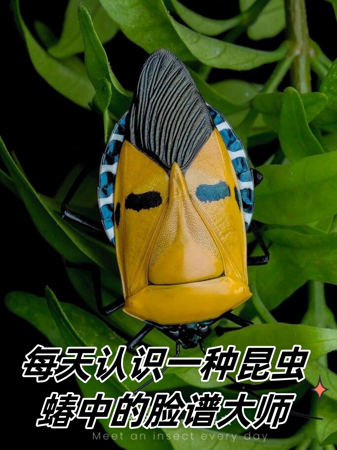 今天我要带你们认识一些昆虫界的"脸谱大师"~它们就是蝽家族的成员们!