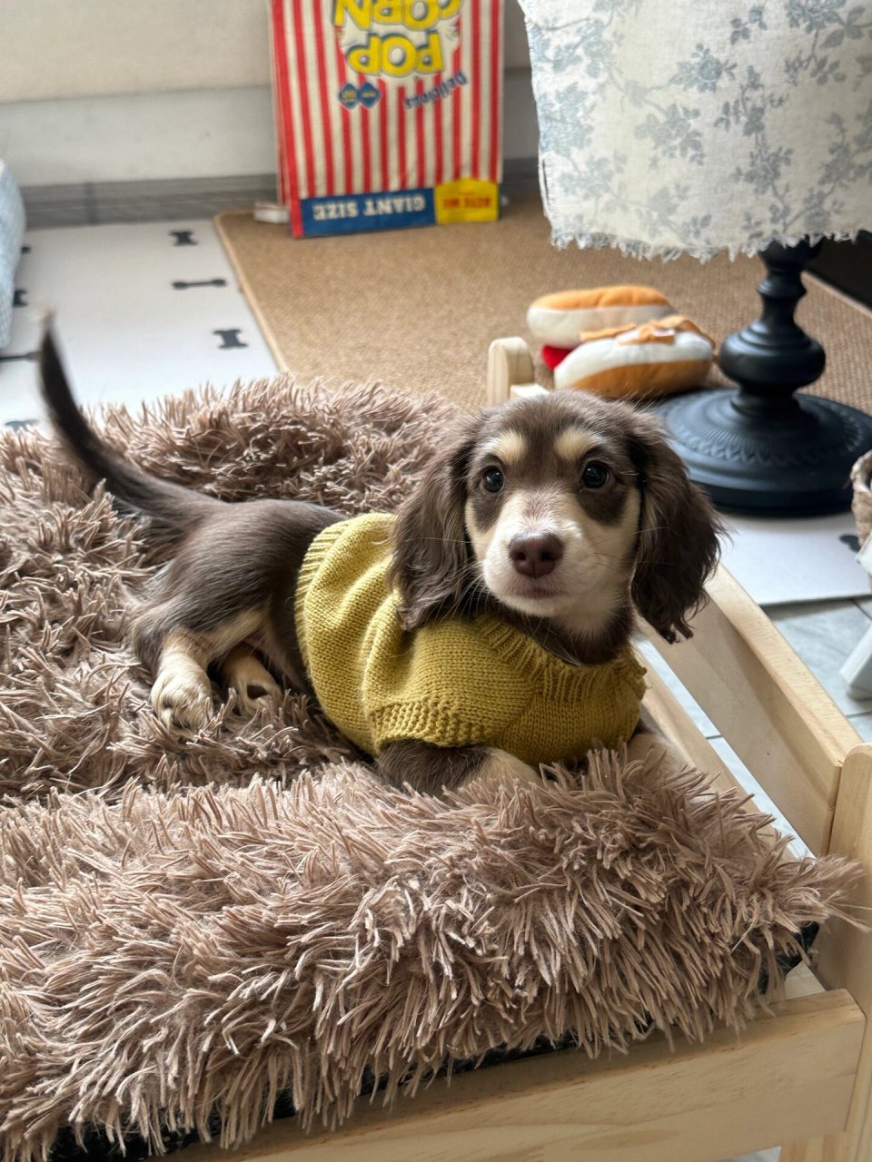 它叫小谷宝,是一只超级可爱的长毛腊肠犬.