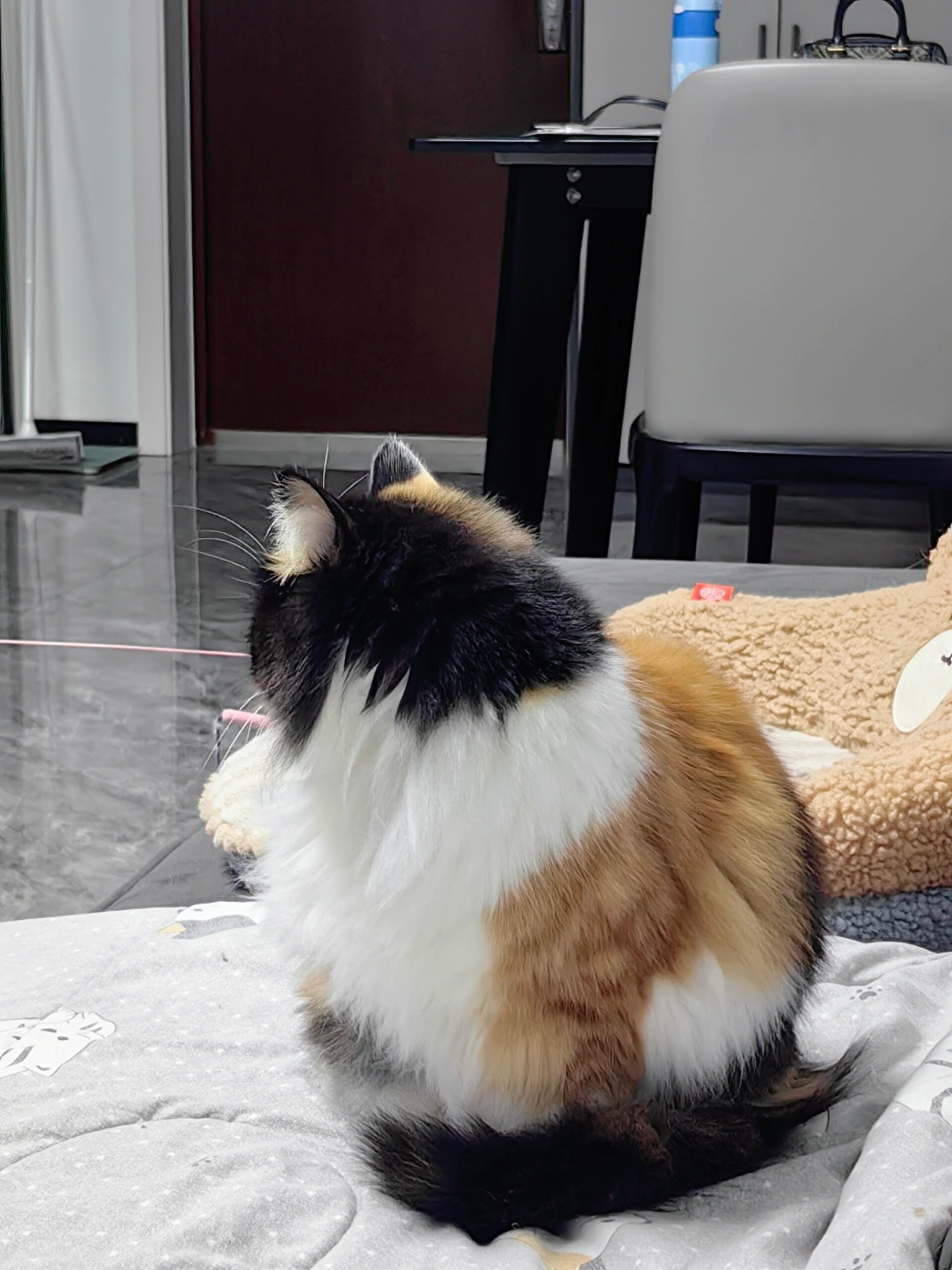 我的第一只猫叫萌萌它是一只温柔的小公主喜欢粉色的袋子哟~每当我