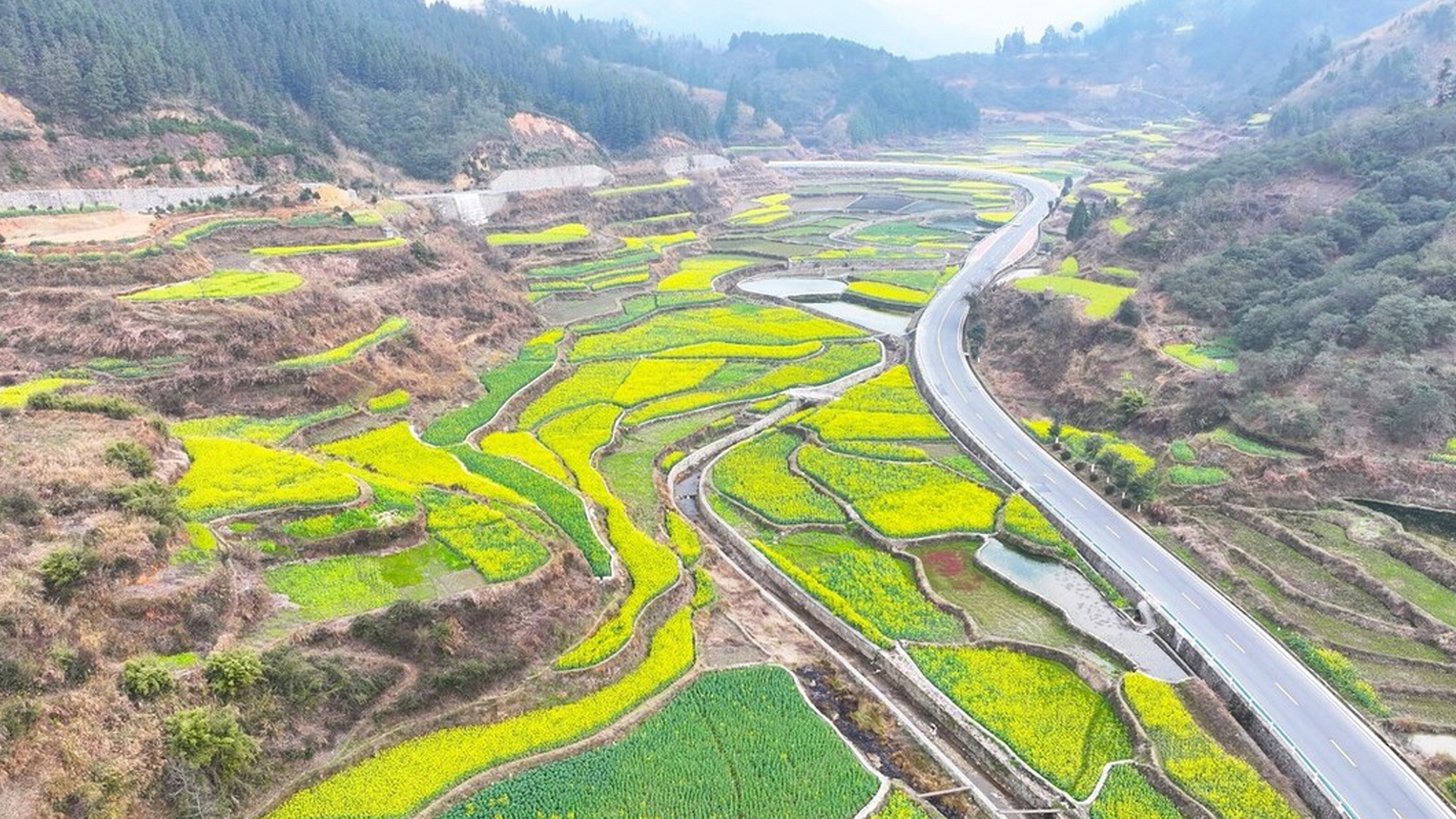 此刻,大同乡的稳江村正上演着一场油菜花的盛宴.
