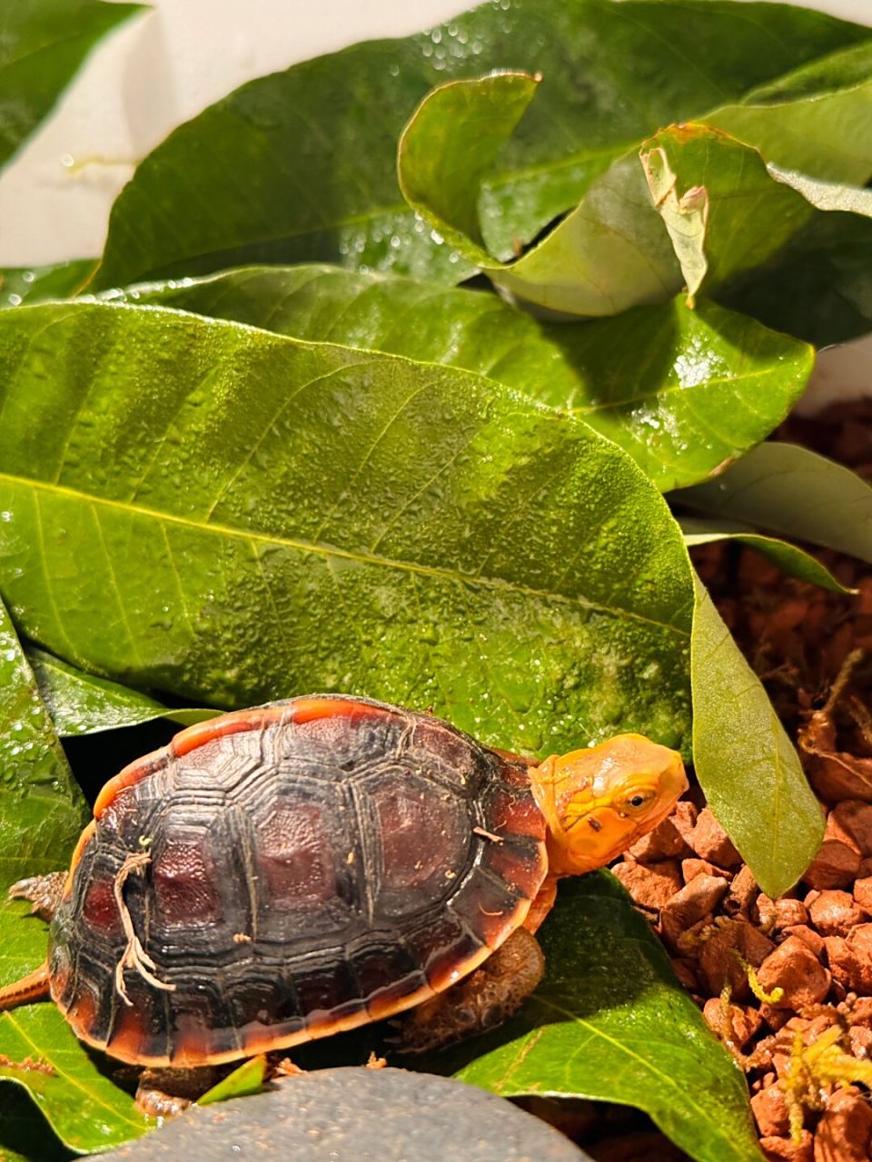 黄缘龟96,作为龟界的明星选手95,确实有着让人无法