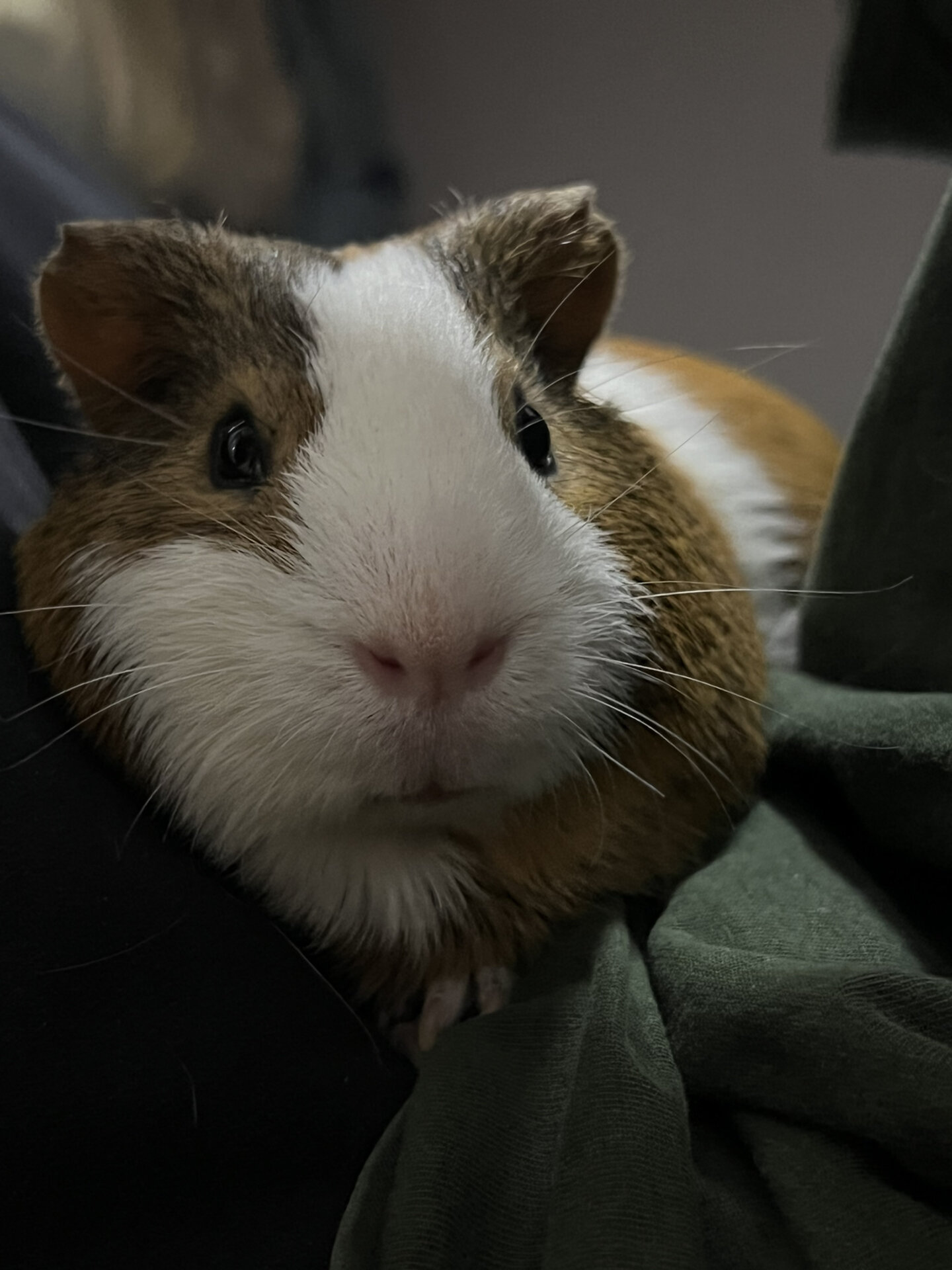 双下巴的嘤嘤怪