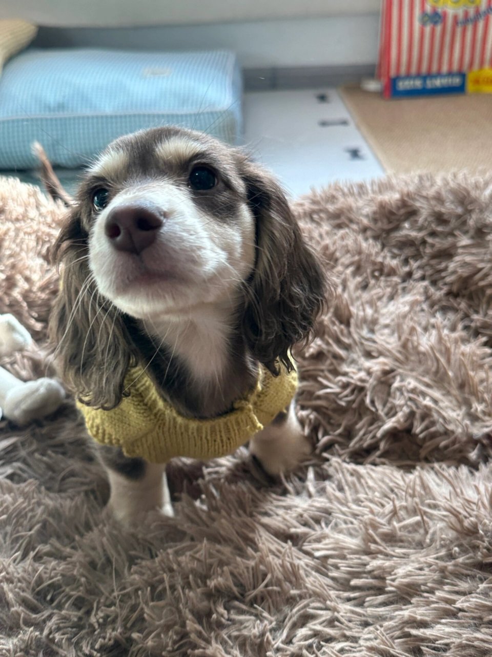 它叫小谷宝,是一只超级可爱的长毛腊肠犬.