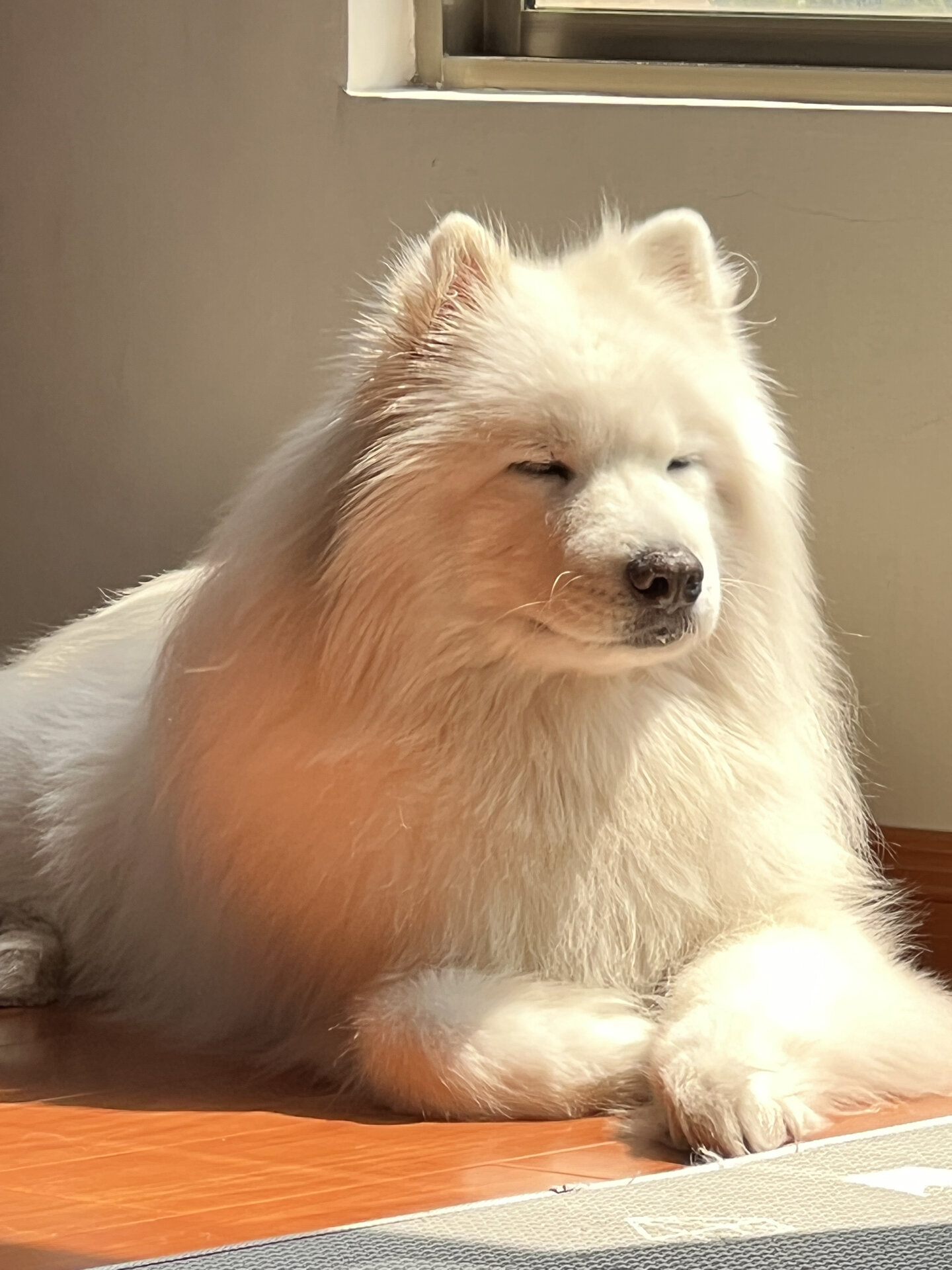 我是一只快乐的萨摩耶