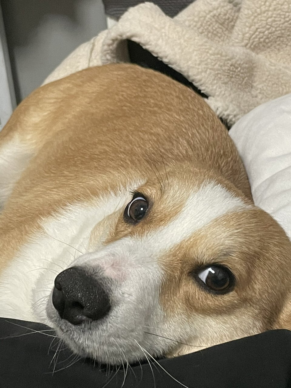 狗狗不能撸太勤  我家的小短腿柯基,那圆滚滚的身体,毛茸茸的尾巴