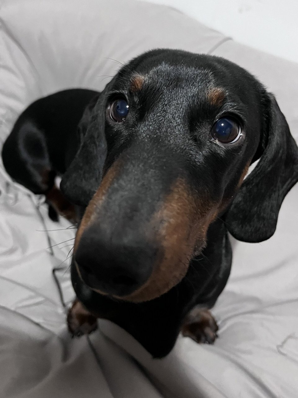 我的可爱腊肠犬  这只小家伙是我在一次宠物展上偶然遇到的,当时它那