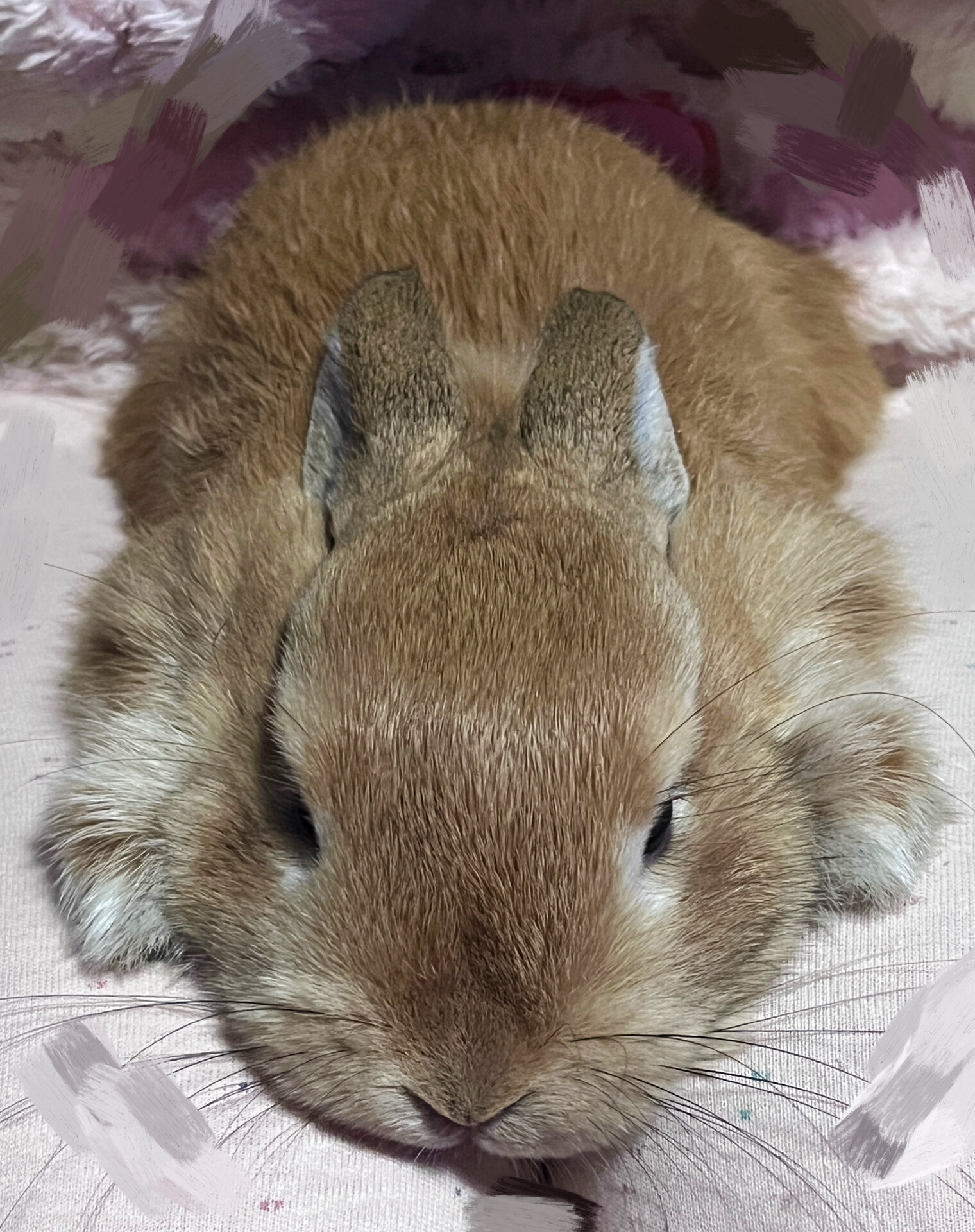 饼饼最喜欢的事情就是趴在地上,一动不动地看着我