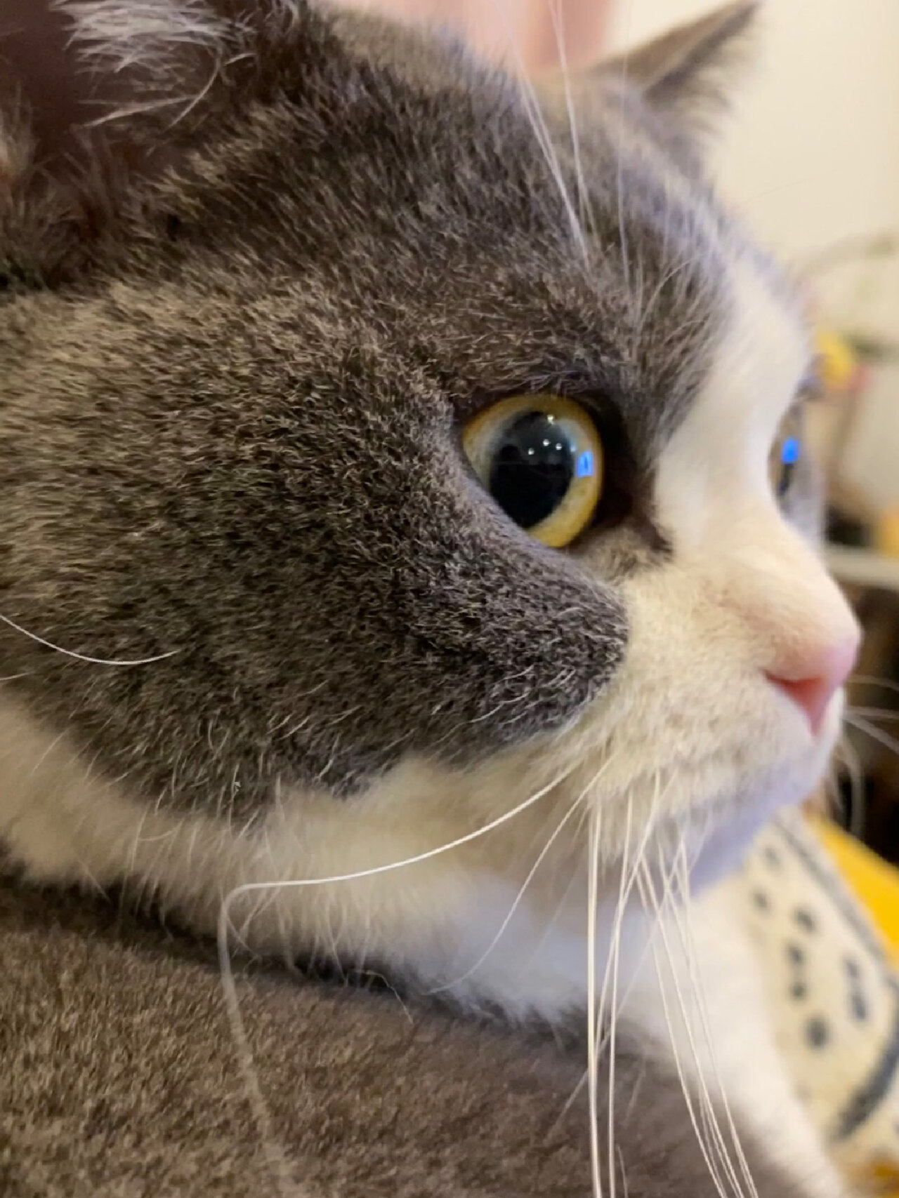 它是我养的一只蓝白英短,它的性格非常温顺,总是喜欢在我身边