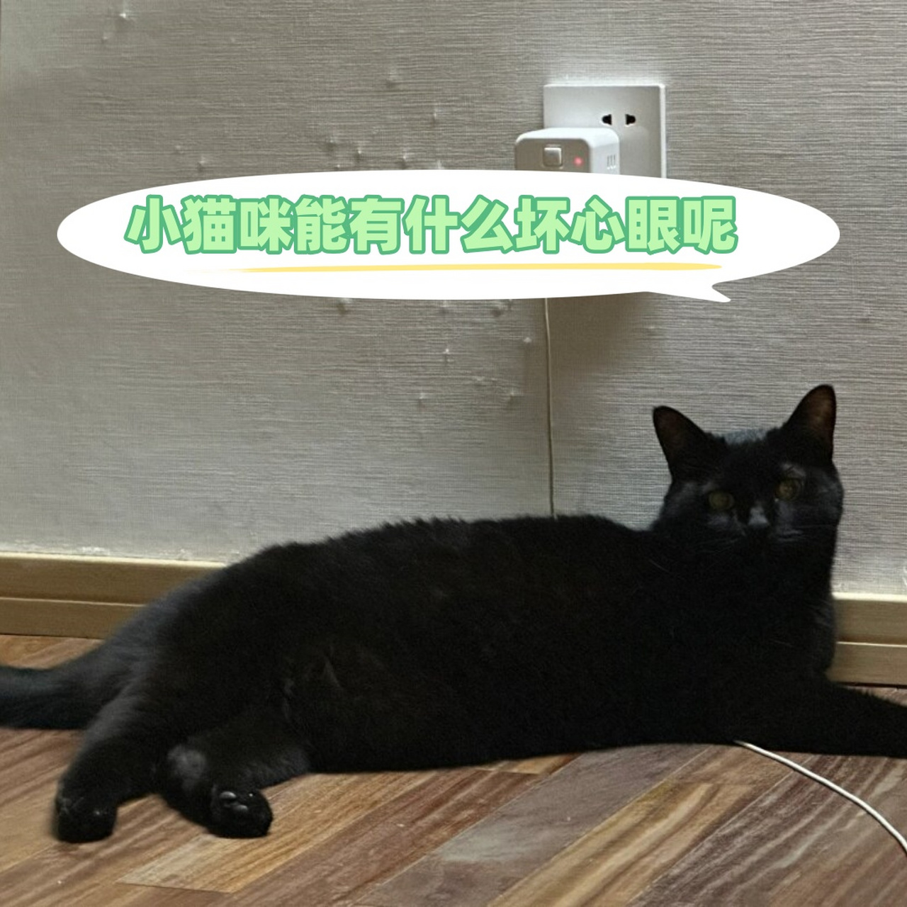 小猫咪能有什么坏心眼呢  明知道不可以0569♀15,但我就是要挠
