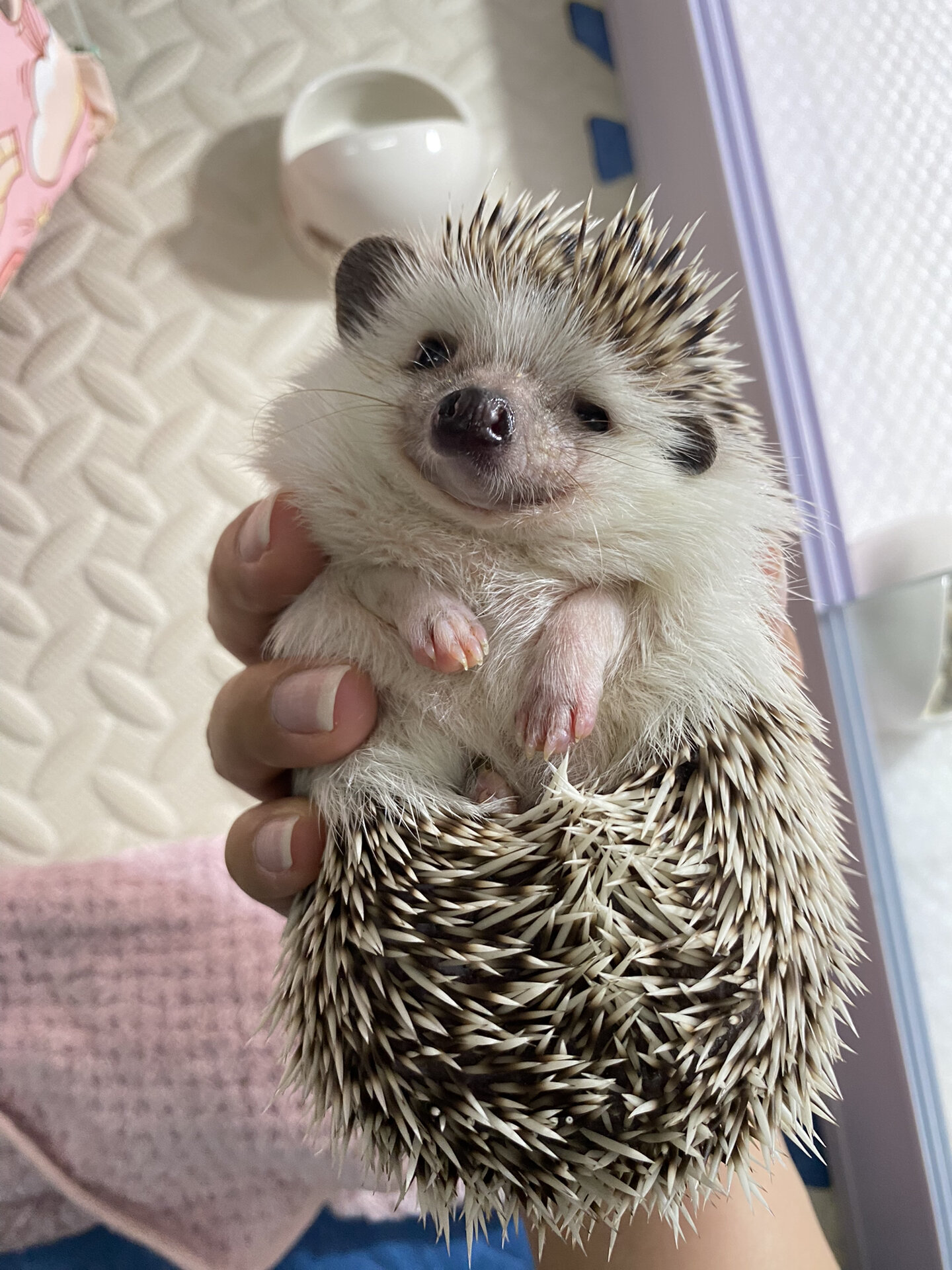 我和我家小刺猬的故事