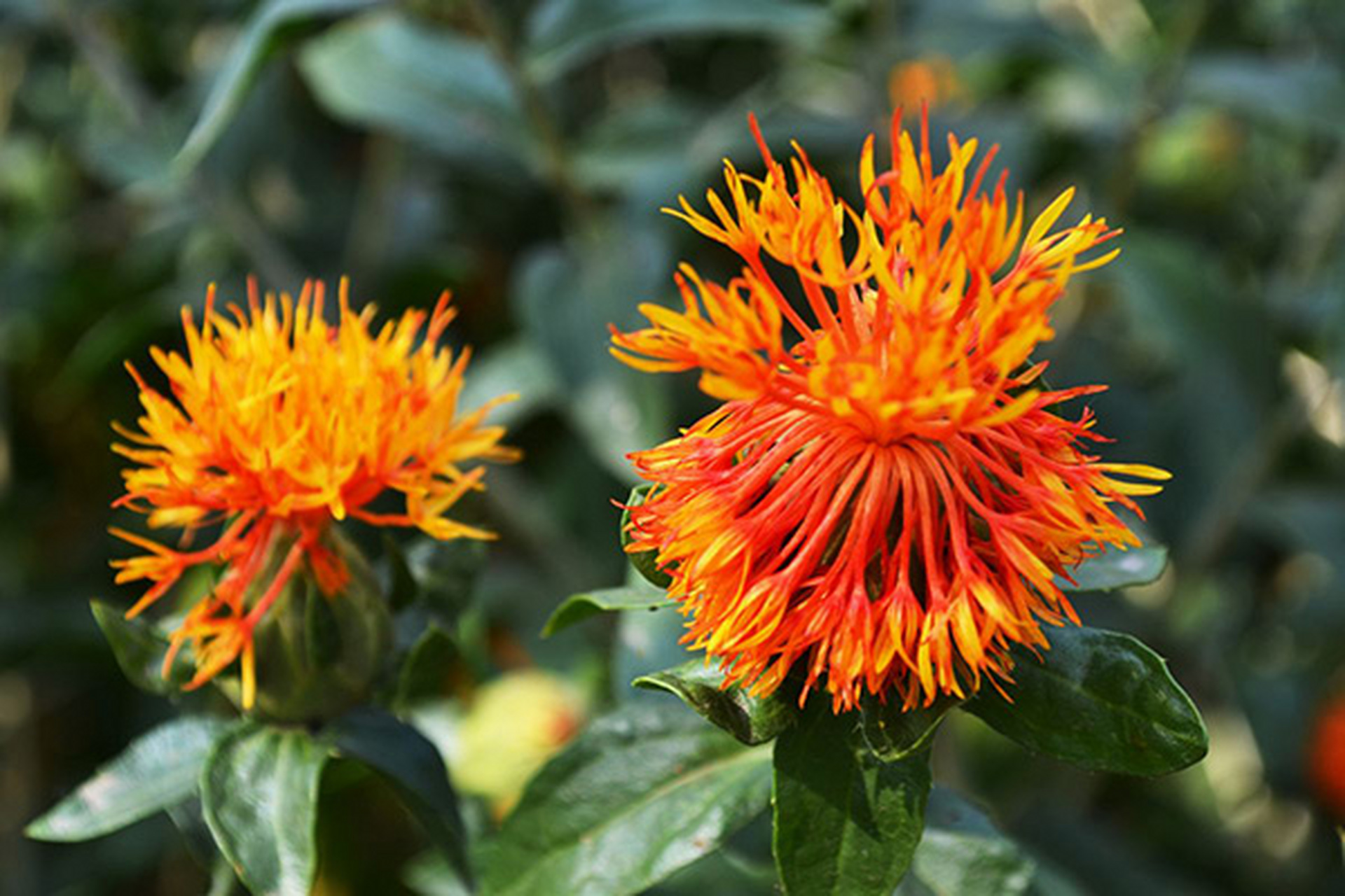 草红花,也被称为红花,红蓝花或刺红花,是一种具有重要药用价值的植物.