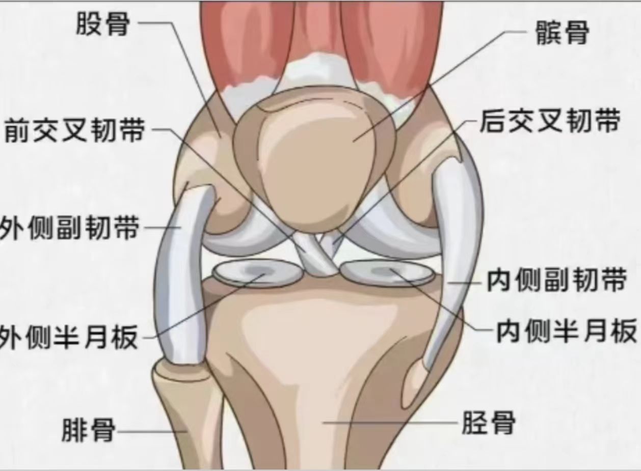 膝盖详细解剖图,你的疼痛@骨伤科专家贾育松的动态