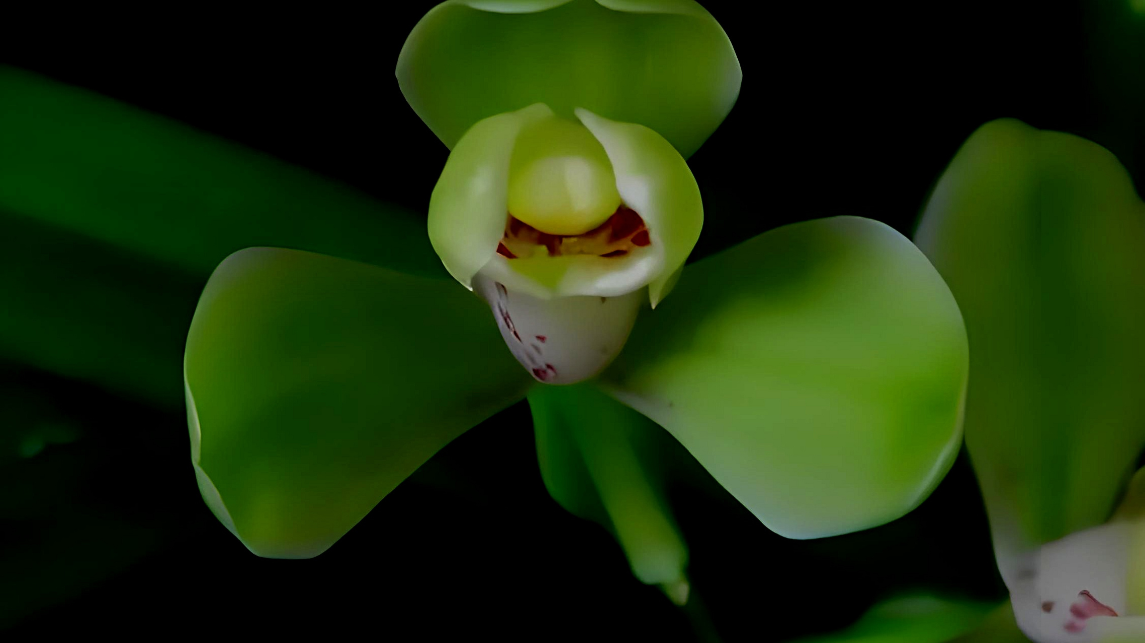 《绿光登梅》,建兰珍品!