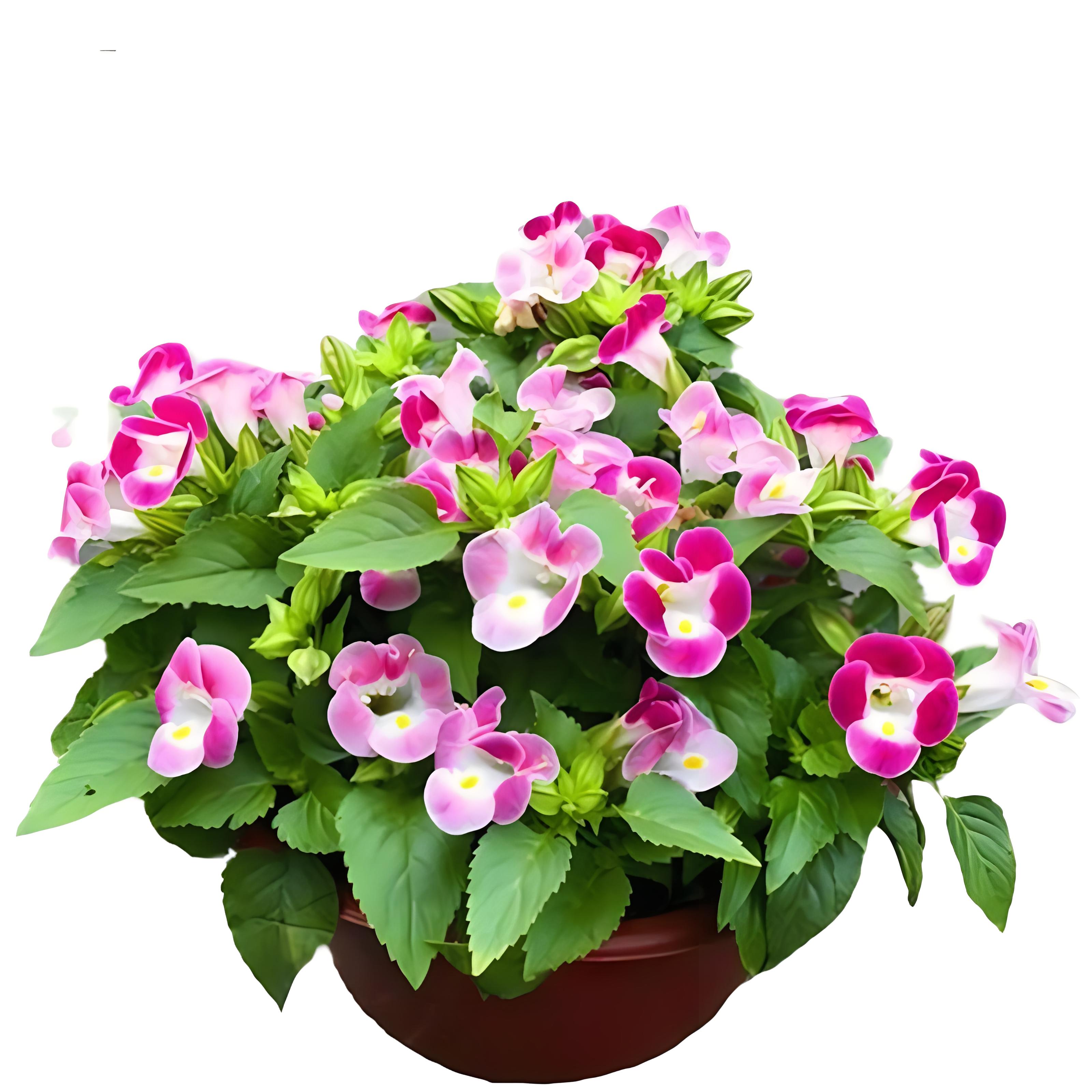 别再"虐"你的夏堇了!这些错误养护方式要避开!