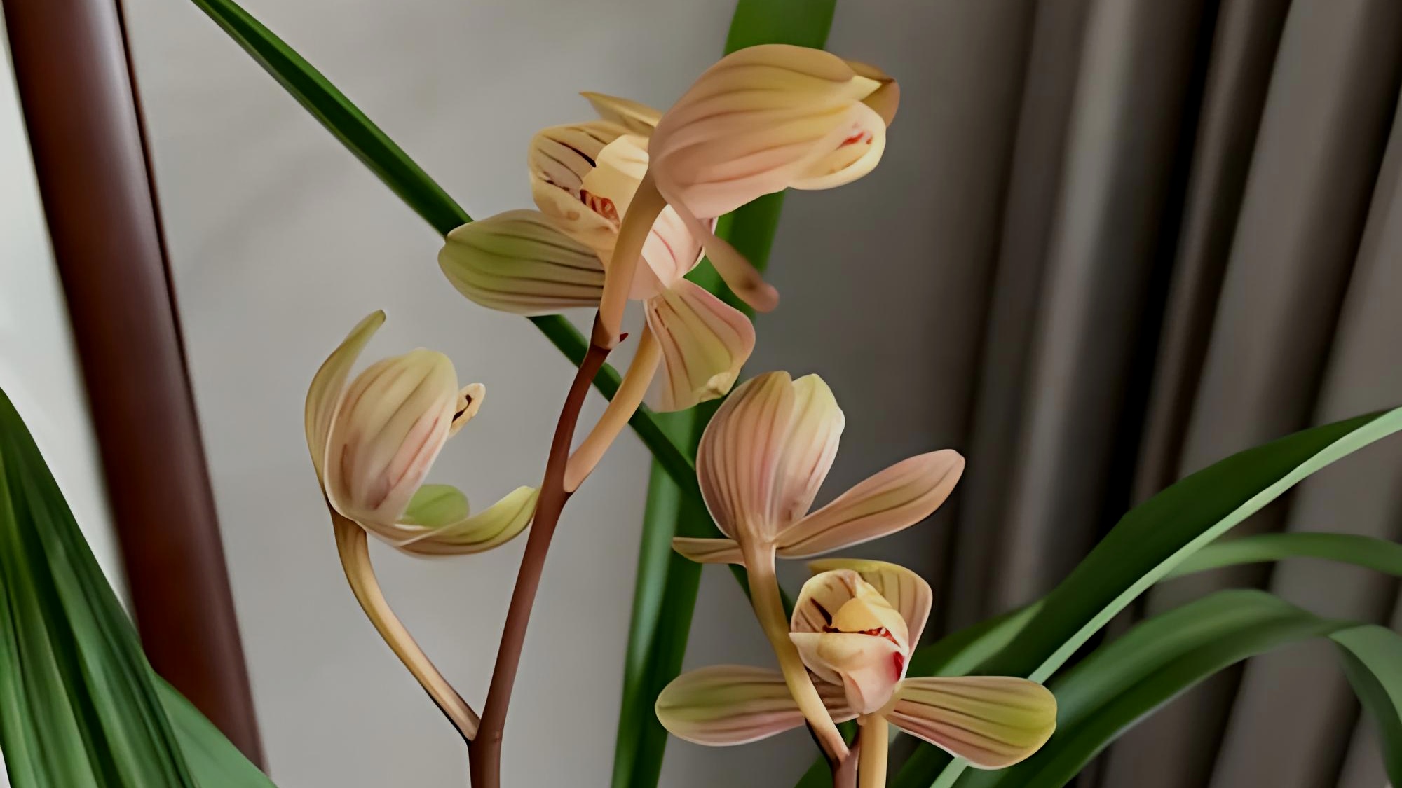 兰花(建兰)欣赏《君荷》