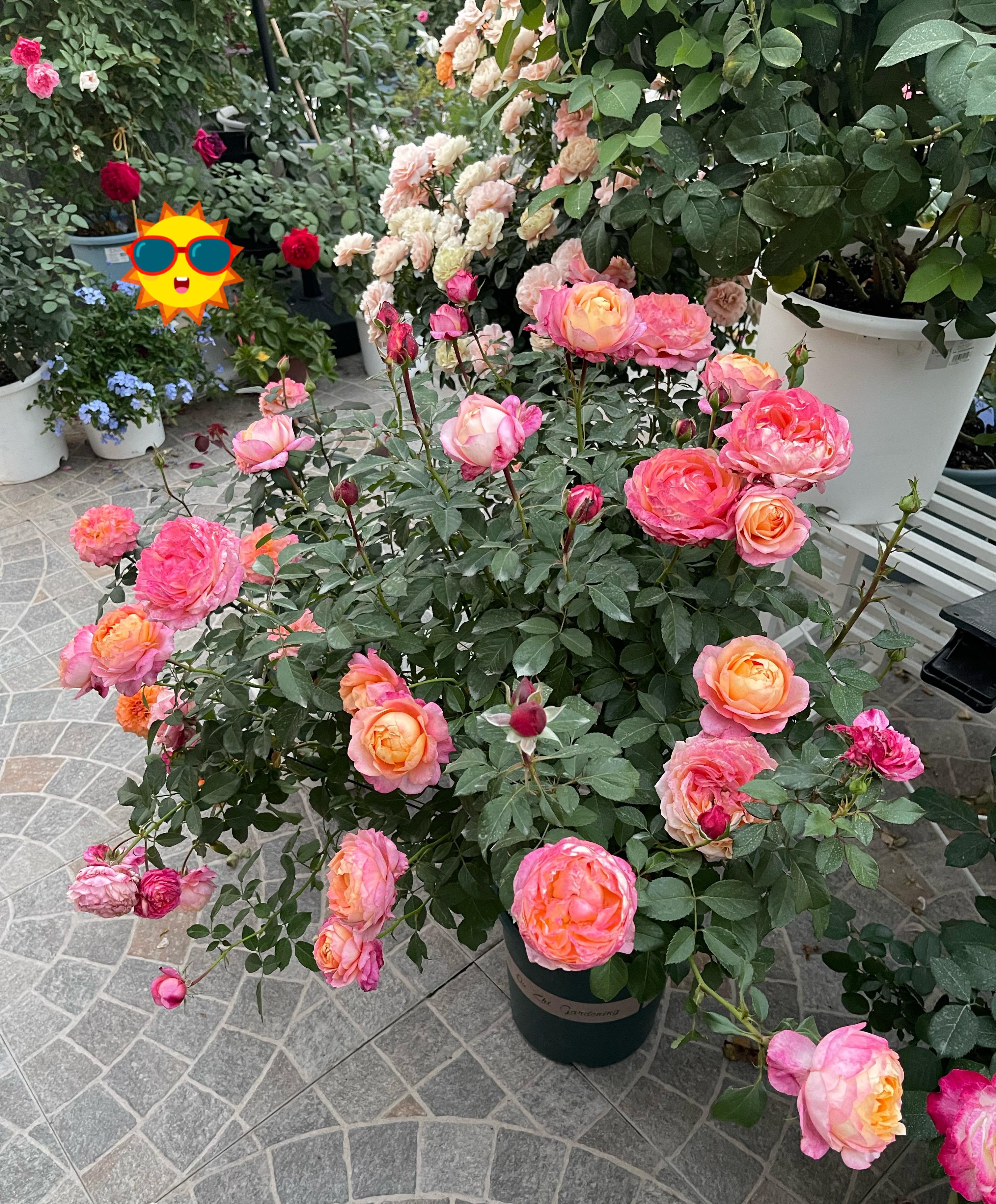 月季花"彩虹阳台",小小一株,花朵超大,色香俱全,多季绽放!