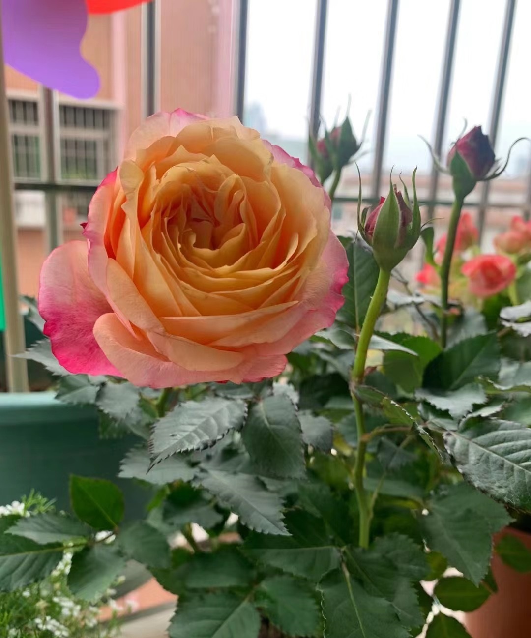 月季花"彩虹阳台",小小一株,花朵超大,色香俱全,多季绽放!