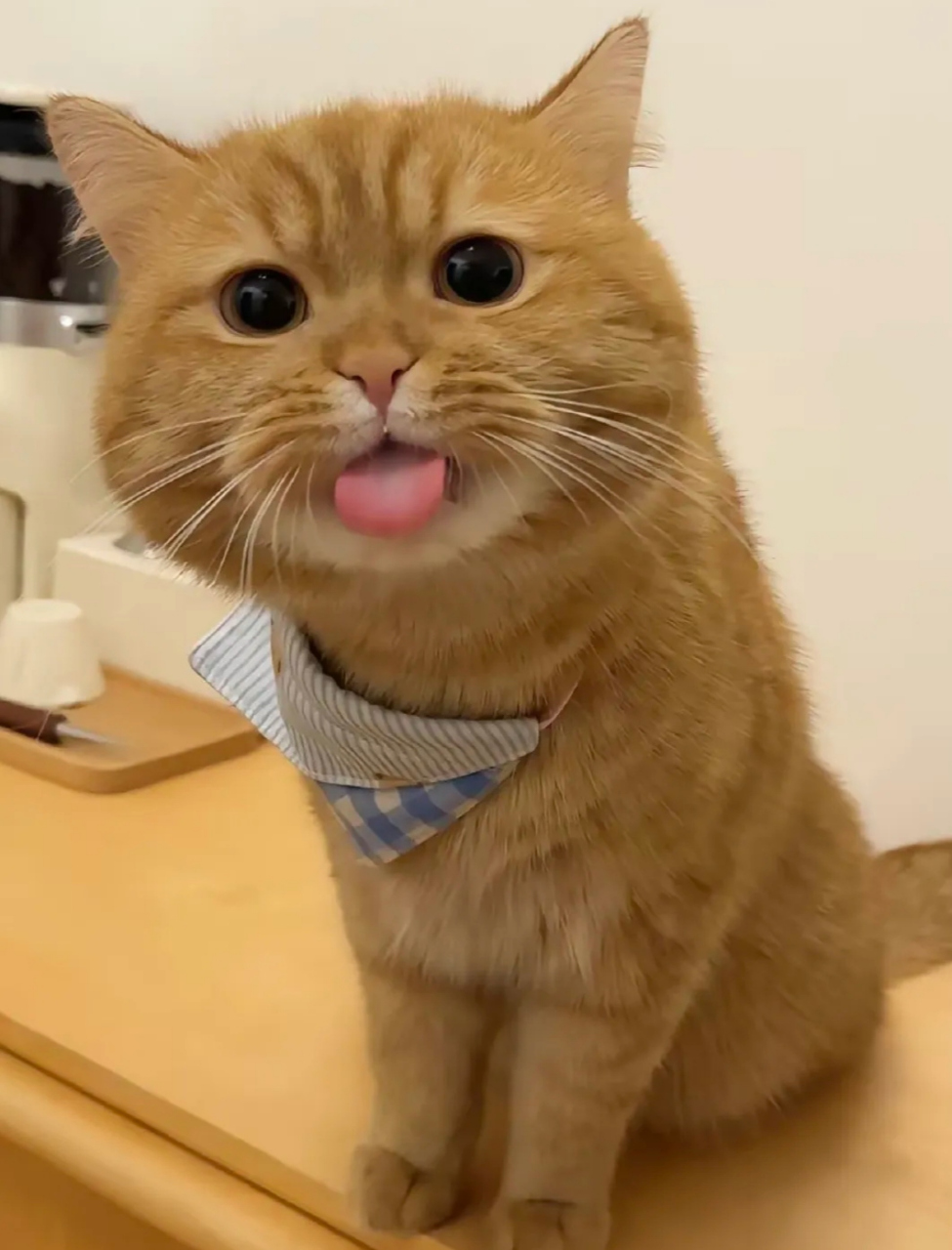 会吐舌头的小可爱,卖萌是个技术活.