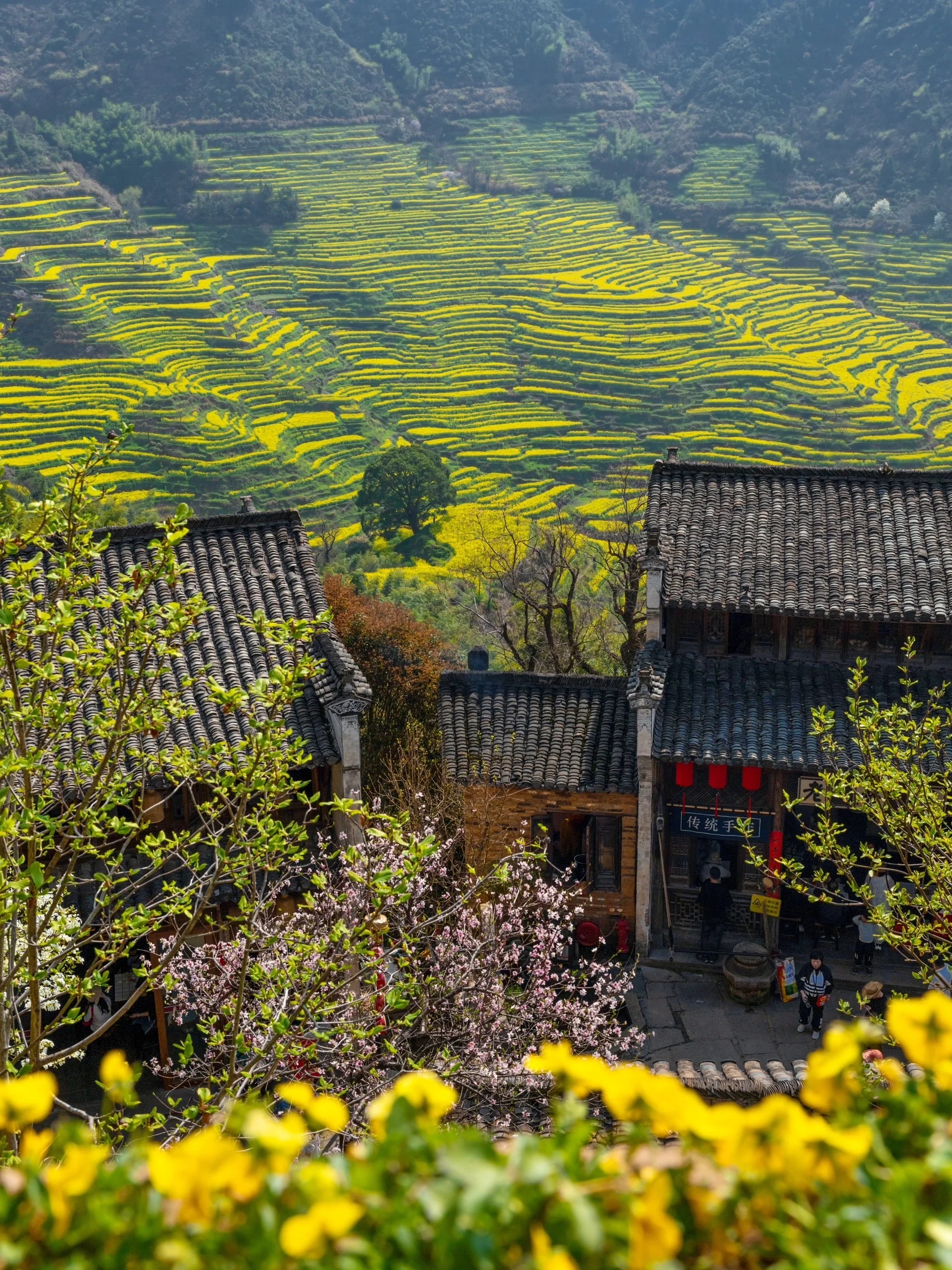 被春天温柔拥抱的古村落——婺源篁岭