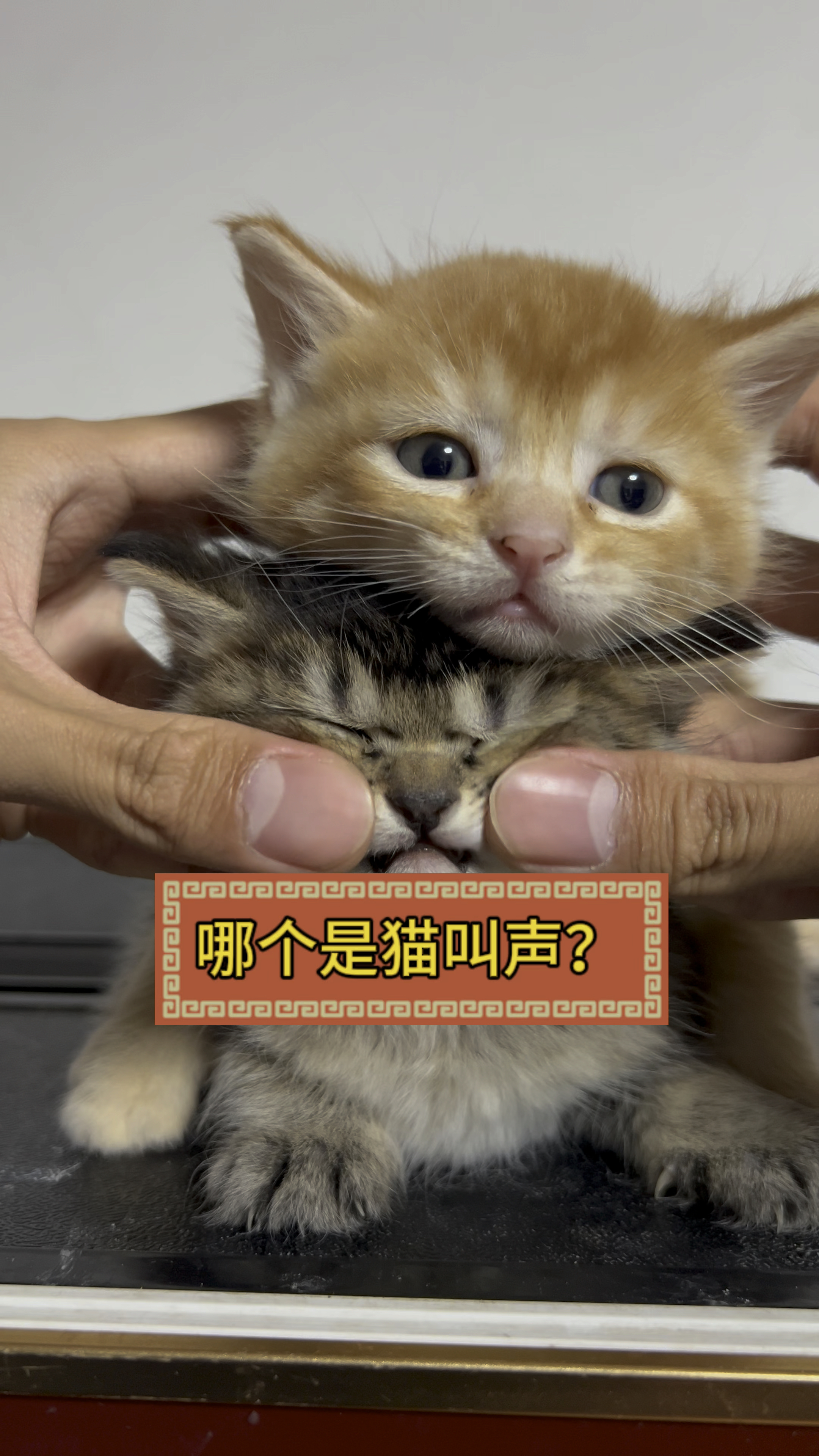 考试:哪个是猫叫声?